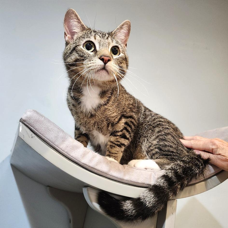 Enlarge Mitsuri, a Adoptable Domestic Short Hair in Saint Charles, MO image 3/4