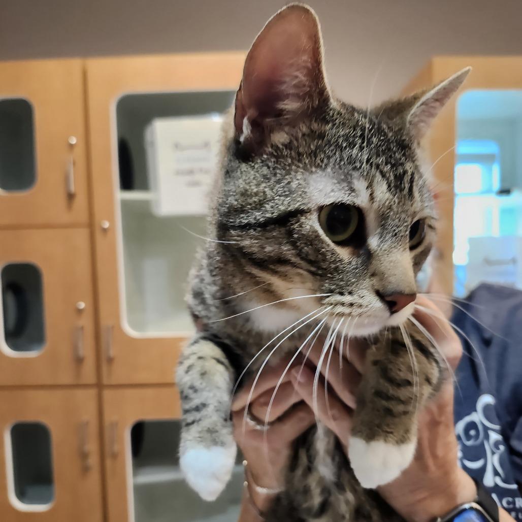 Enlarge Mitsuri, a Adoptable Domestic Short Hair in Saint Charles, MO image 4/4