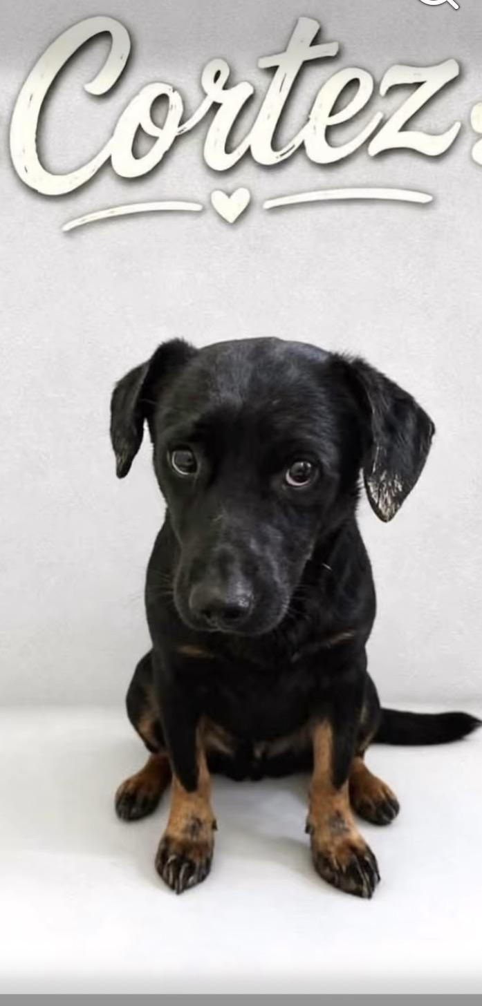 Cortez, Adopted, Puppy Male Corgi.