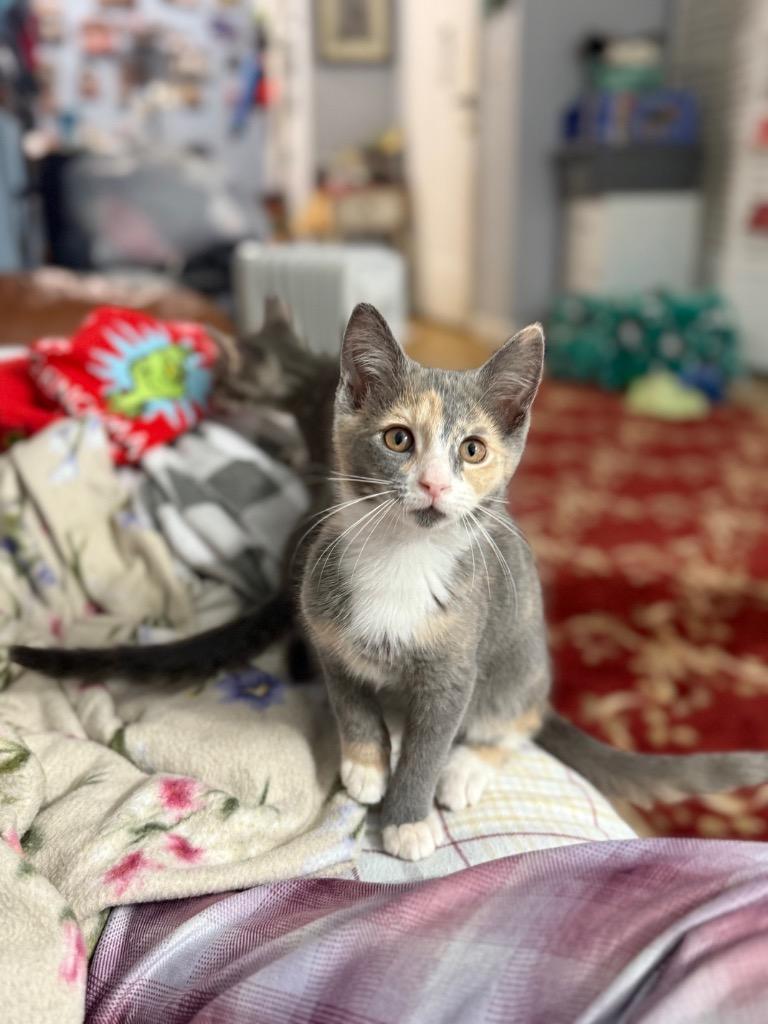 Enlarge Mako (and Cove), a Adoptable mixed breed in New York, NY image 2/3