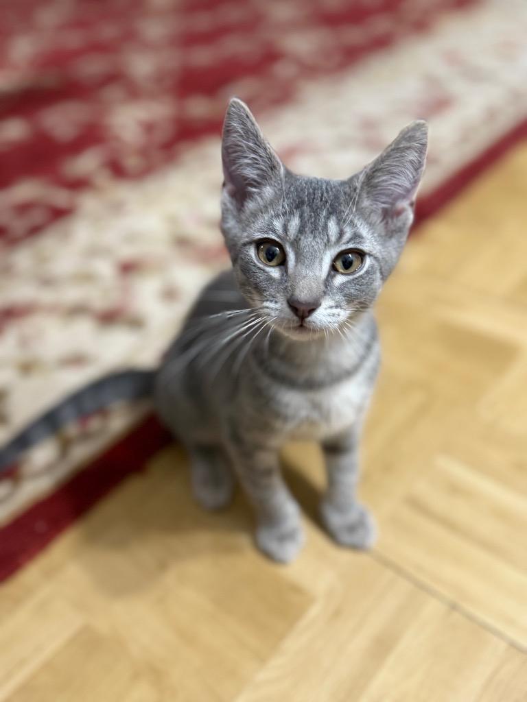 Enlarge Mako (and Cove), a Adoptable mixed breed in New York, NY image 3/3