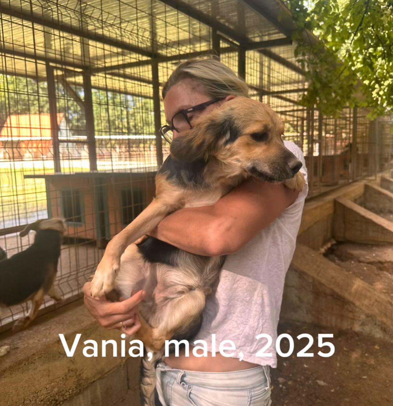 Enlarge Vania, a Adoptable Mixed Breed in Shrewsbury, MA image 1/1