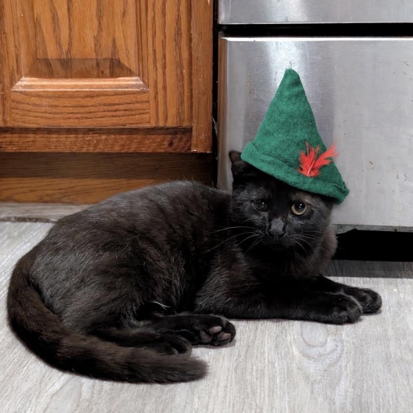 Peter, Adopted, Kitten Male Domestic Short Hair.