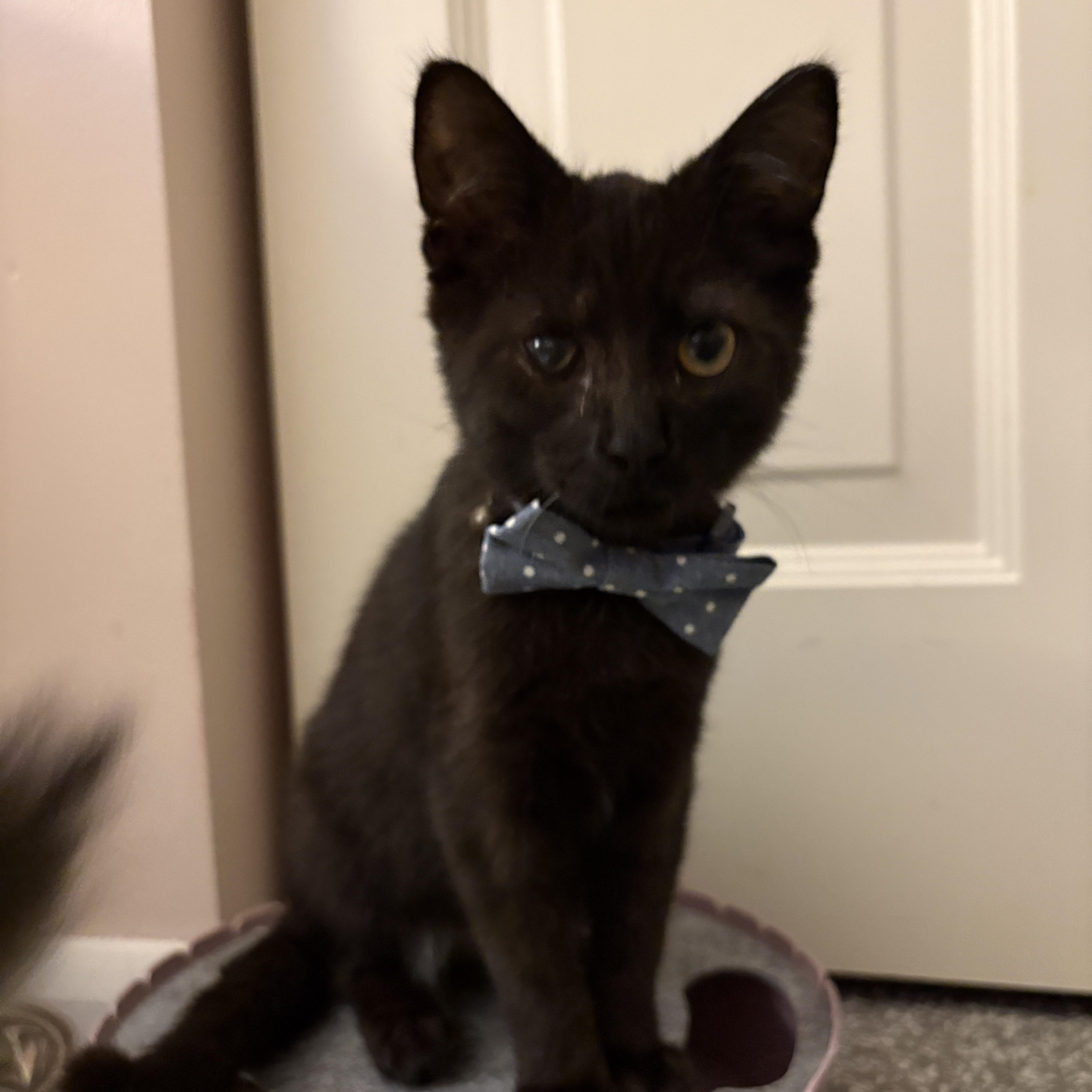 Peter, a ADOPTABLE Domestic Short Hair in Youngstown, OH image 2/2