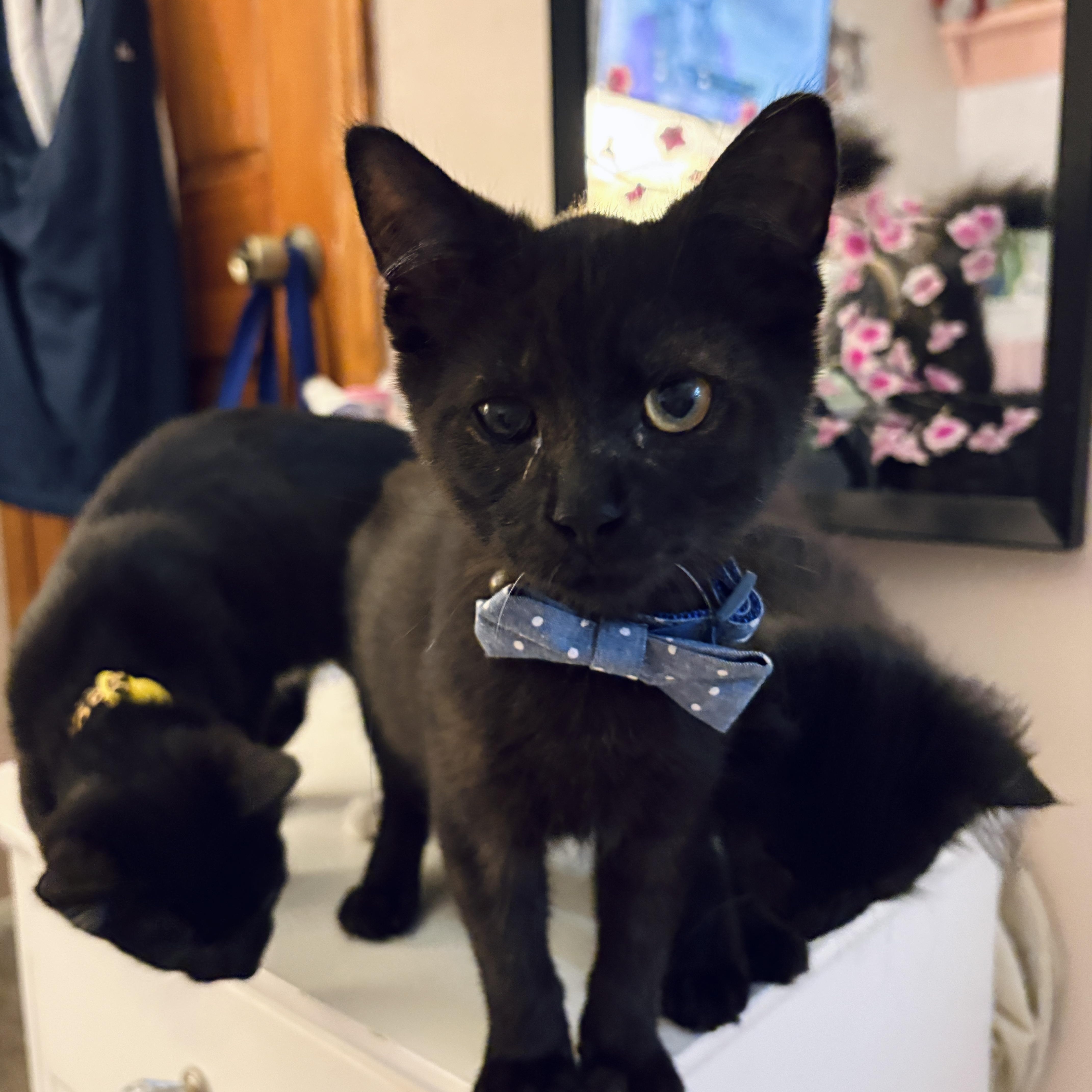 Peter, ADOPTABLE, Kitten Male Domestic Short Hair.