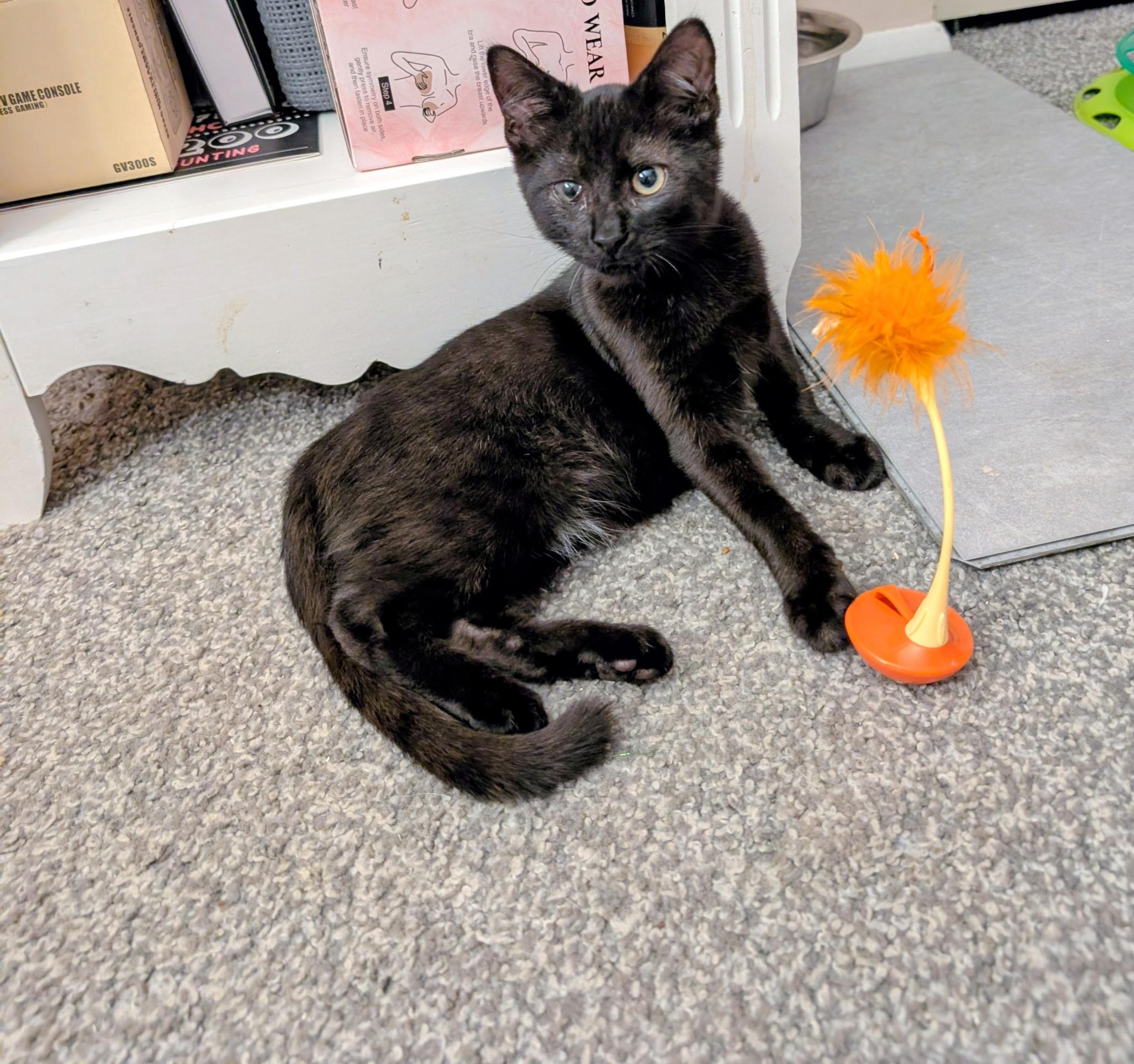 Enlarge Peter, a ADOPTABLE Domestic Short Hair in Youngstown, OH image 3/5