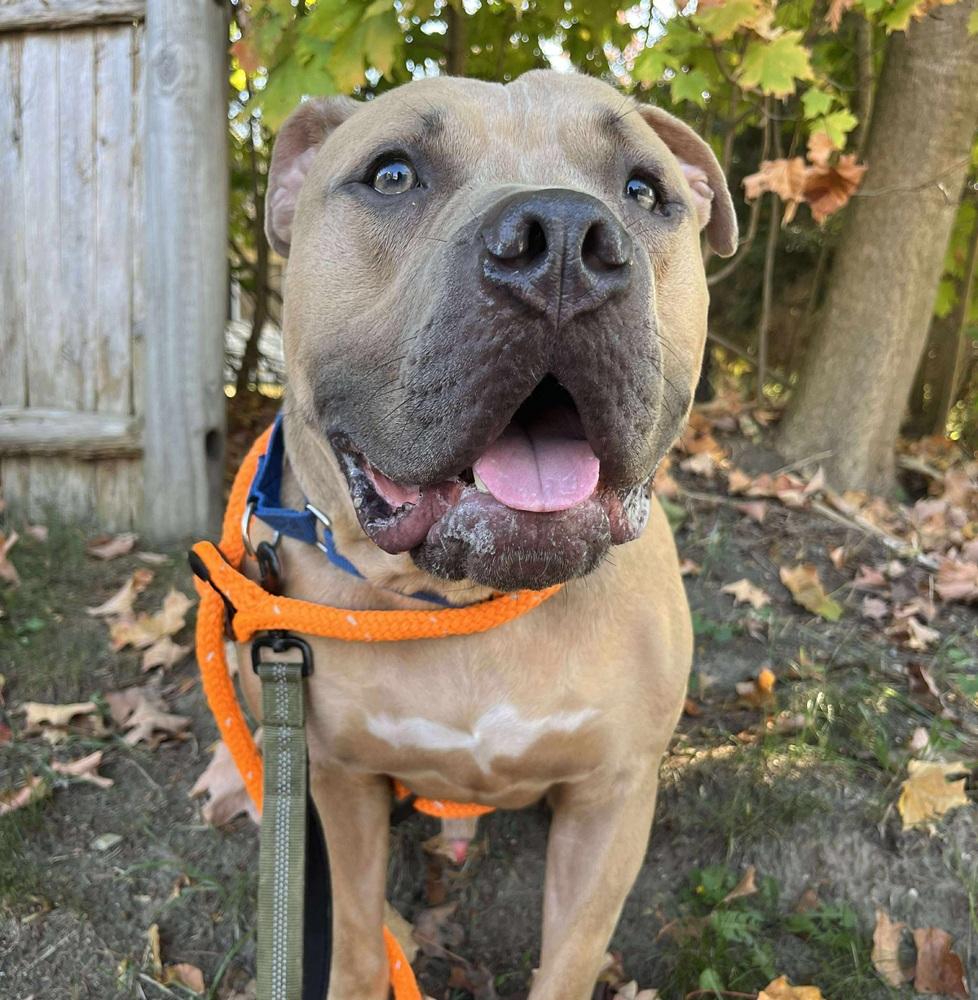 Buck, Adoptable, Adult Male Pit Bull Terrier & Mastiff.