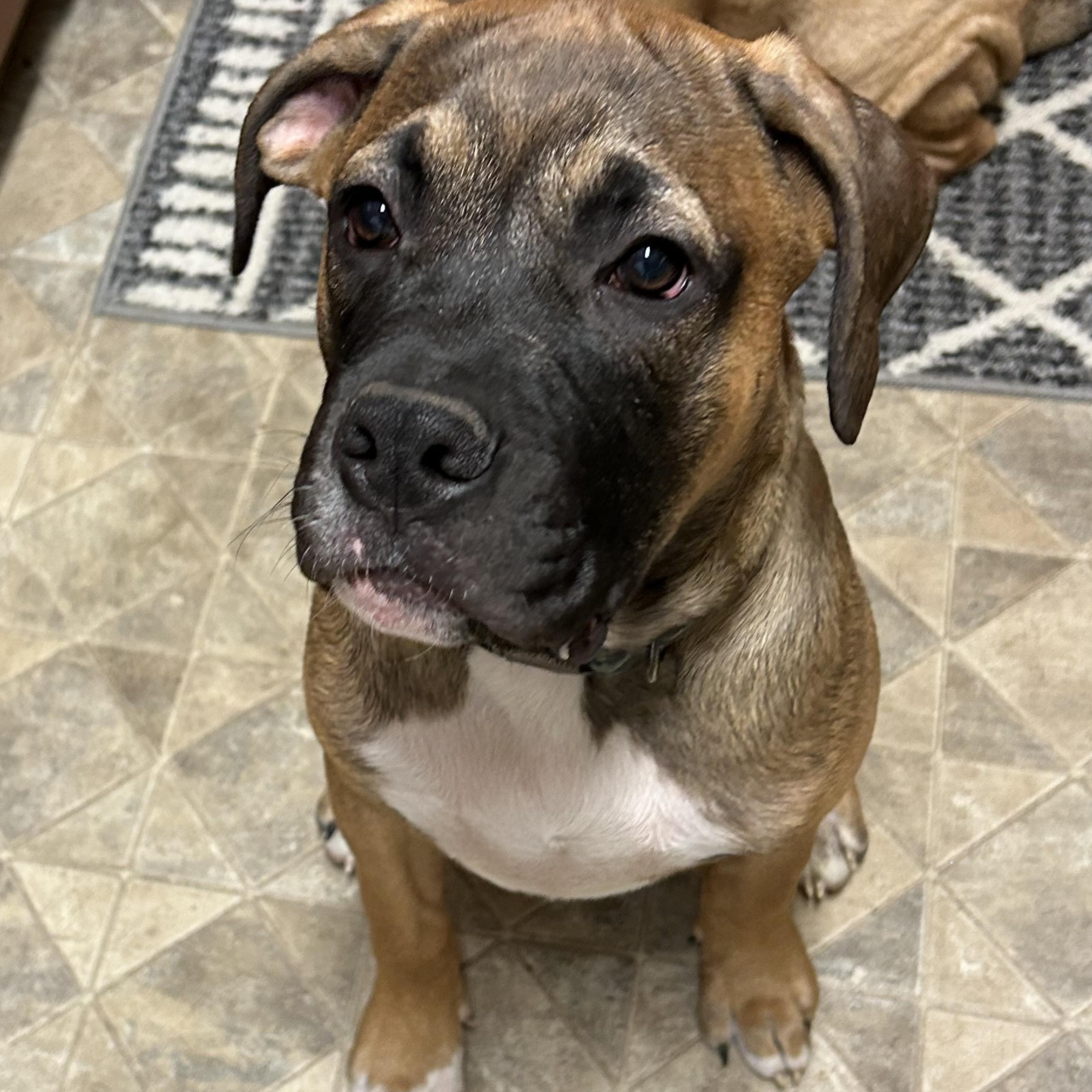 Buster, Adoptable, Puppy Male Boxer & Mastiff.