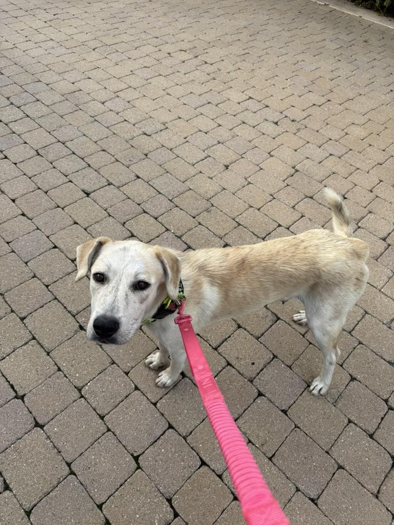 Enlarge LILA, an adopted Labrador Retriever in San Diego, CA image 1/3