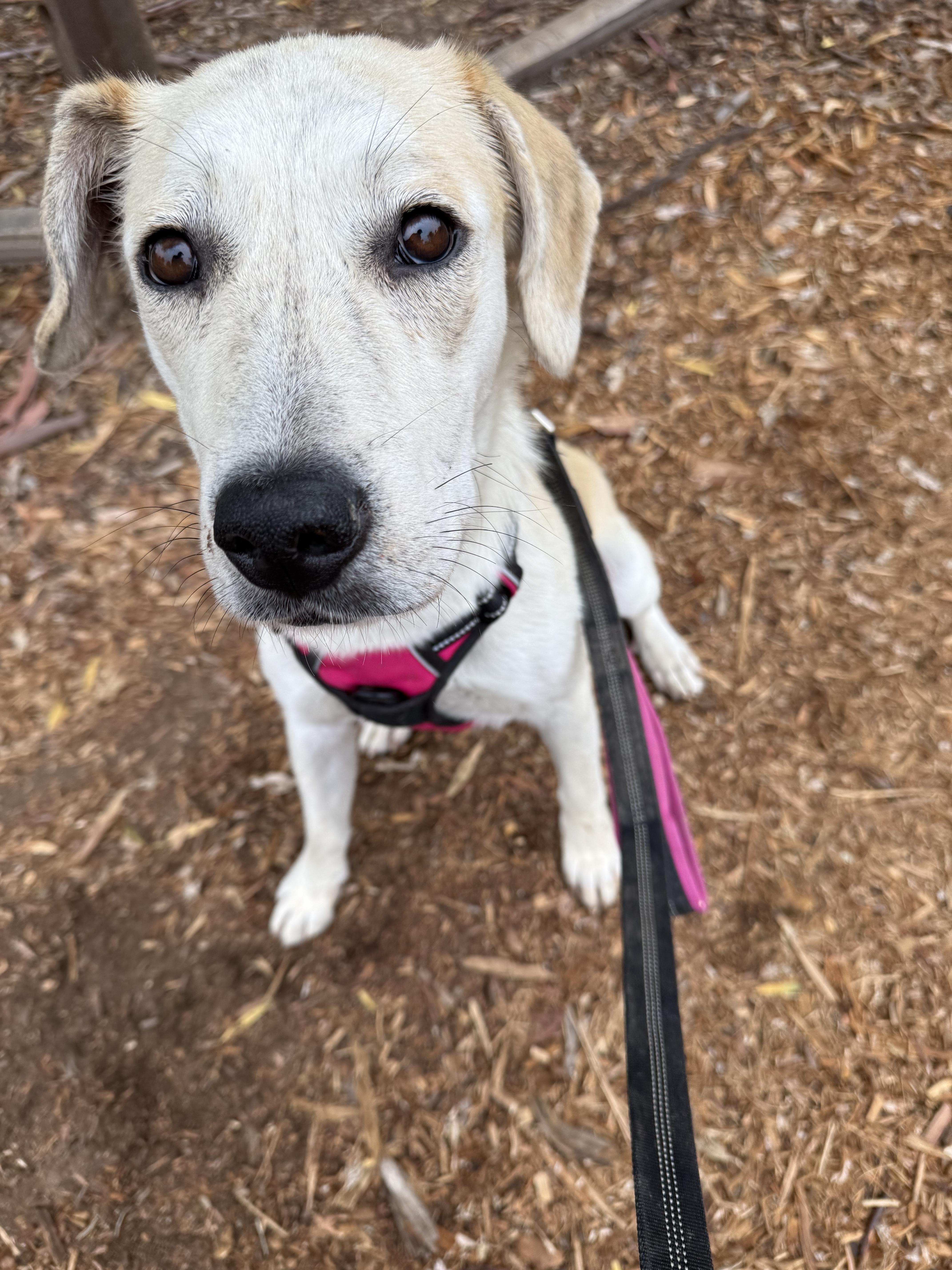 Enlarge LILA, an adopted Labrador Retriever in San Diego, CA image 2/3