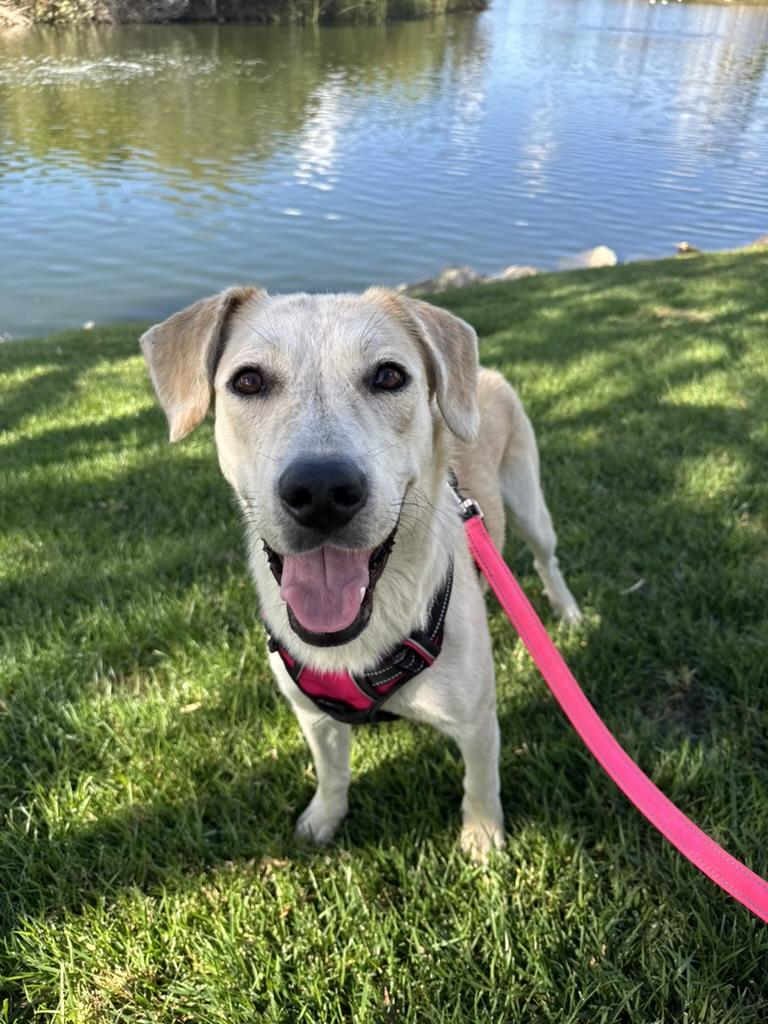 Enlarge LILA, an adopted Labrador Retriever in San Diego, CA image 3/3
