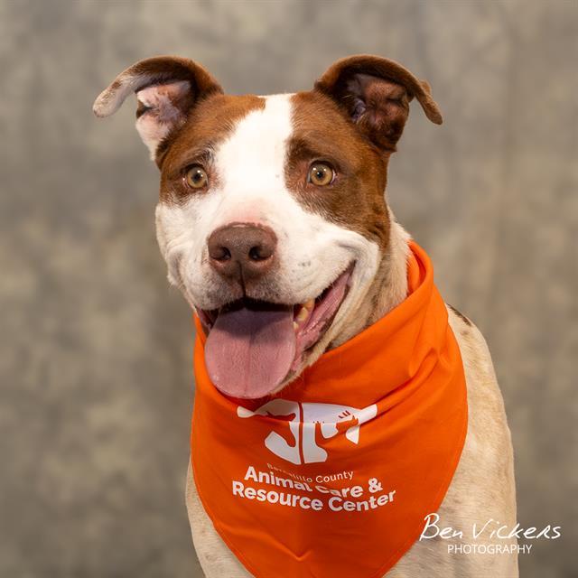 TOAST, Adoptable, Adult Male Pit Bull Terrier & Mixed Breed.