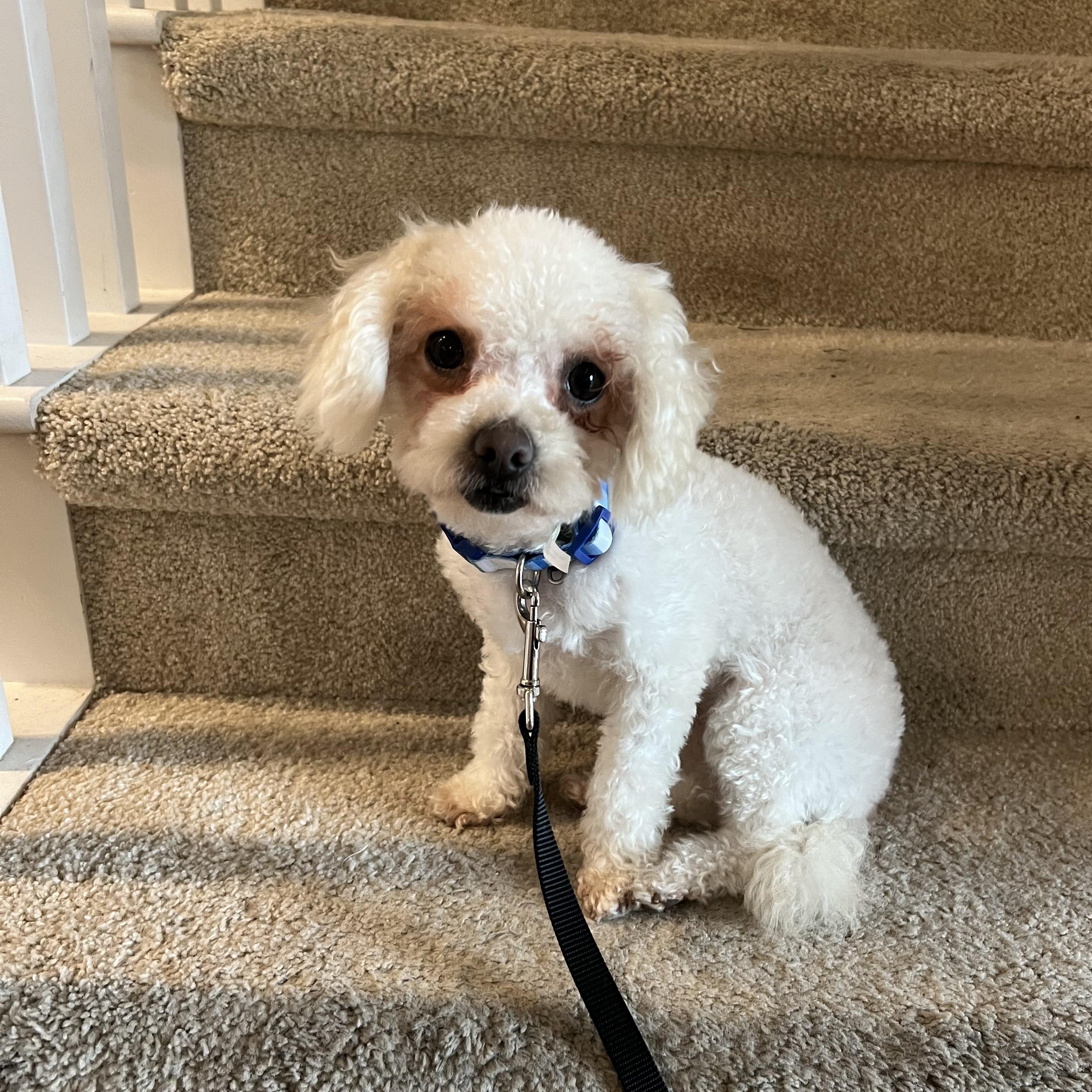 Chloe, ADOPTABLE, Adult Female Poodle.