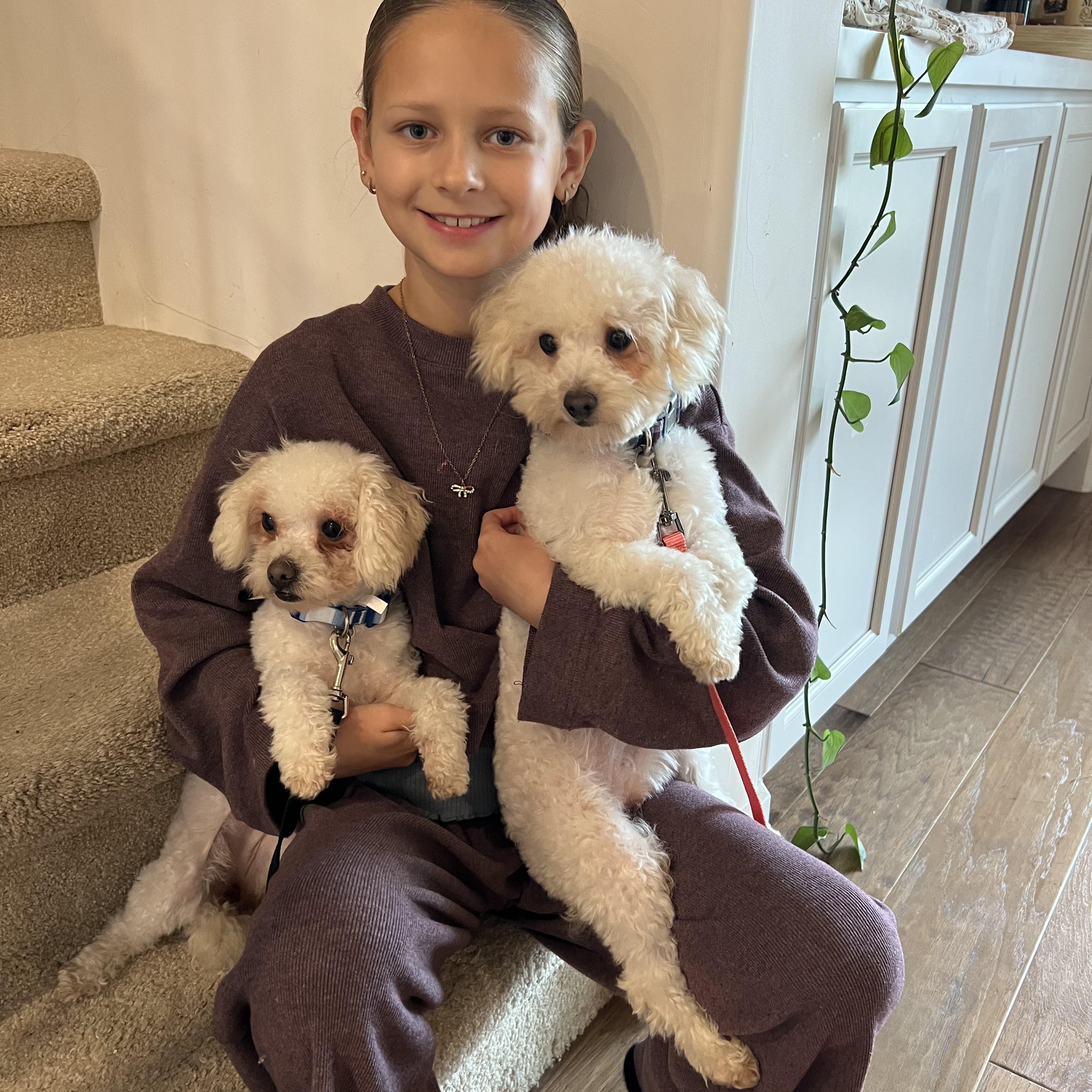 Enlarge Chloe, a ADOPTABLE mixed breed in Penryn, CA image 2/2