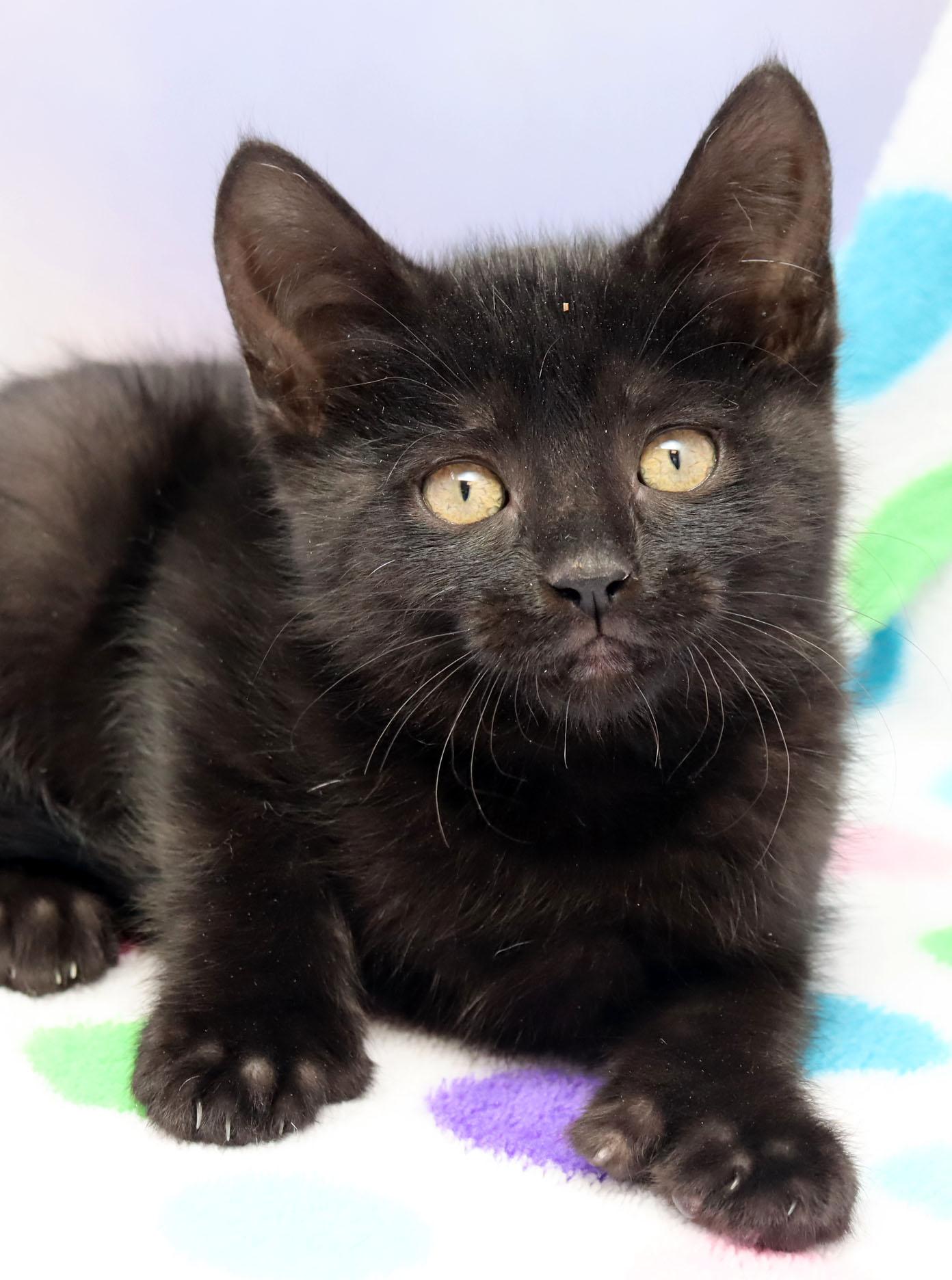 Cha Cha, adopted, Kitten Female Domestic Short Hair & Extra-Toes Cat / Hemingway Polydactyl.