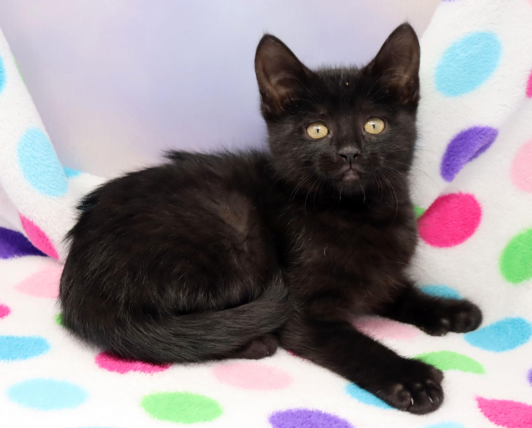 Enlarge Cha Cha, an adopted mixed breed in Tierra Verde, FL image 2/3