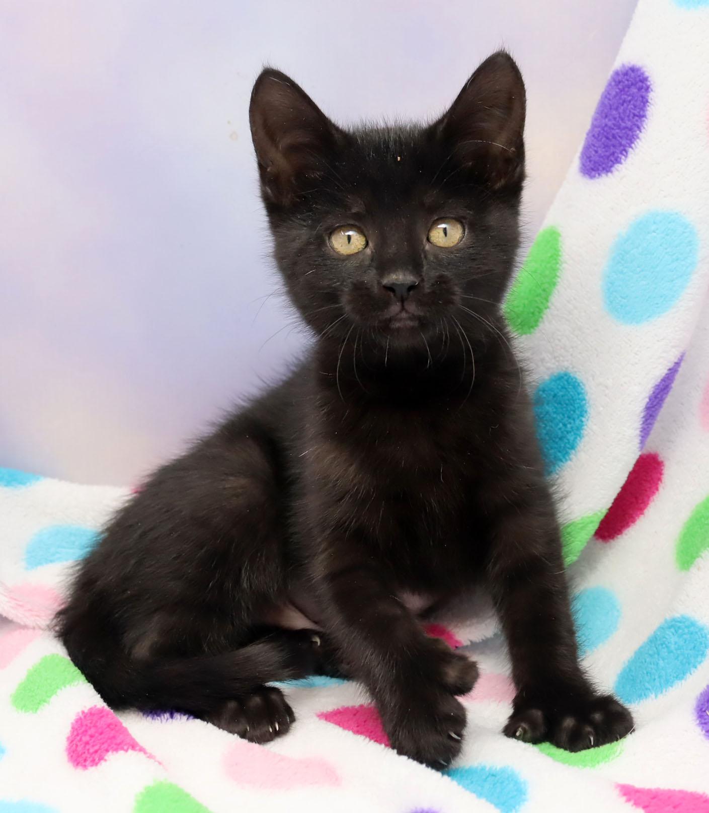 Enlarge Cha Cha, an adopted mixed breed in Tierra Verde, FL image 3/3