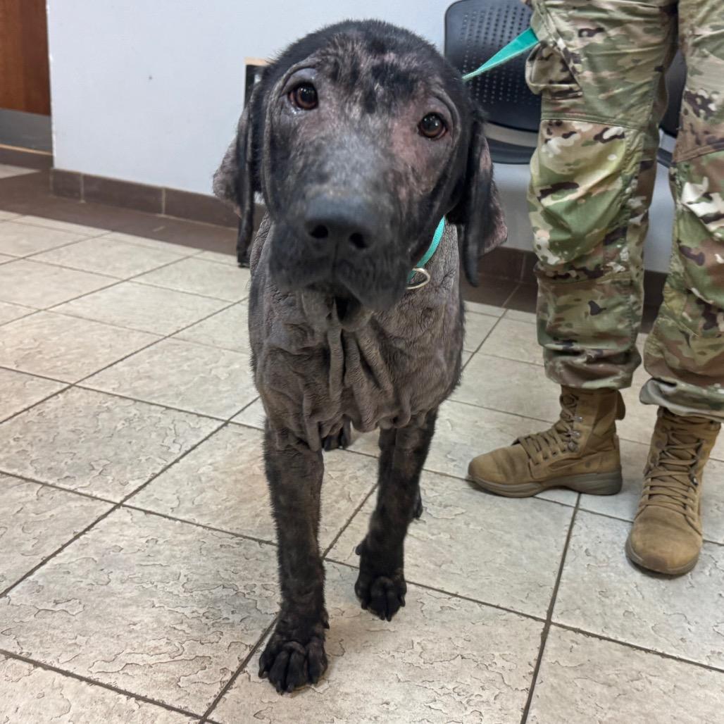 Enlarge Mercutio/Beaux 0546, a Adoptable Mixed Breed in Columbus, GA image 1/4