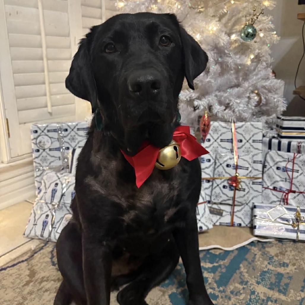 Enlarge Mercutio/Beaux 0546, a Adoptable Mixed Breed in Columbus, GA image 2/4