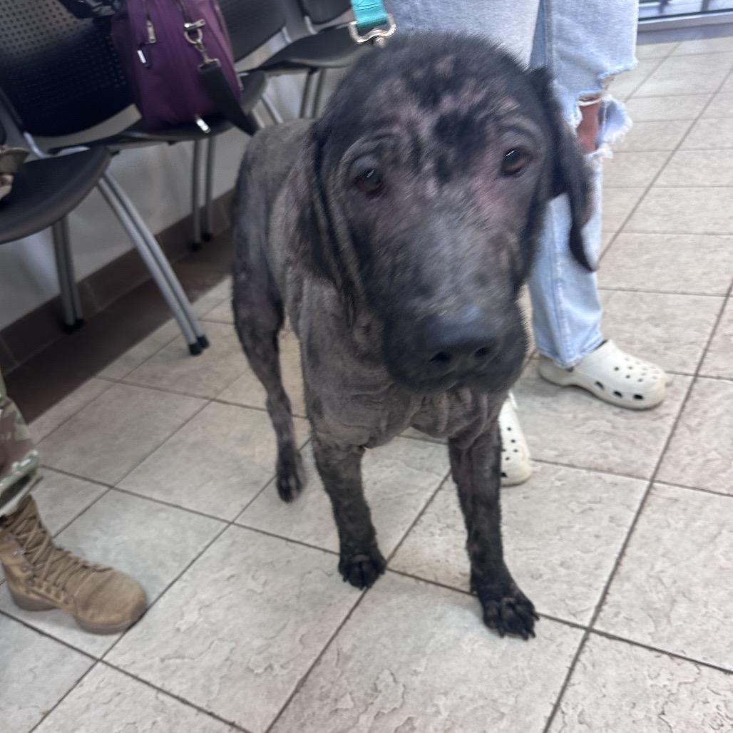 Enlarge Mercutio/Beaux 0546, a Adoptable Mixed Breed in Columbus, GA image 4/4