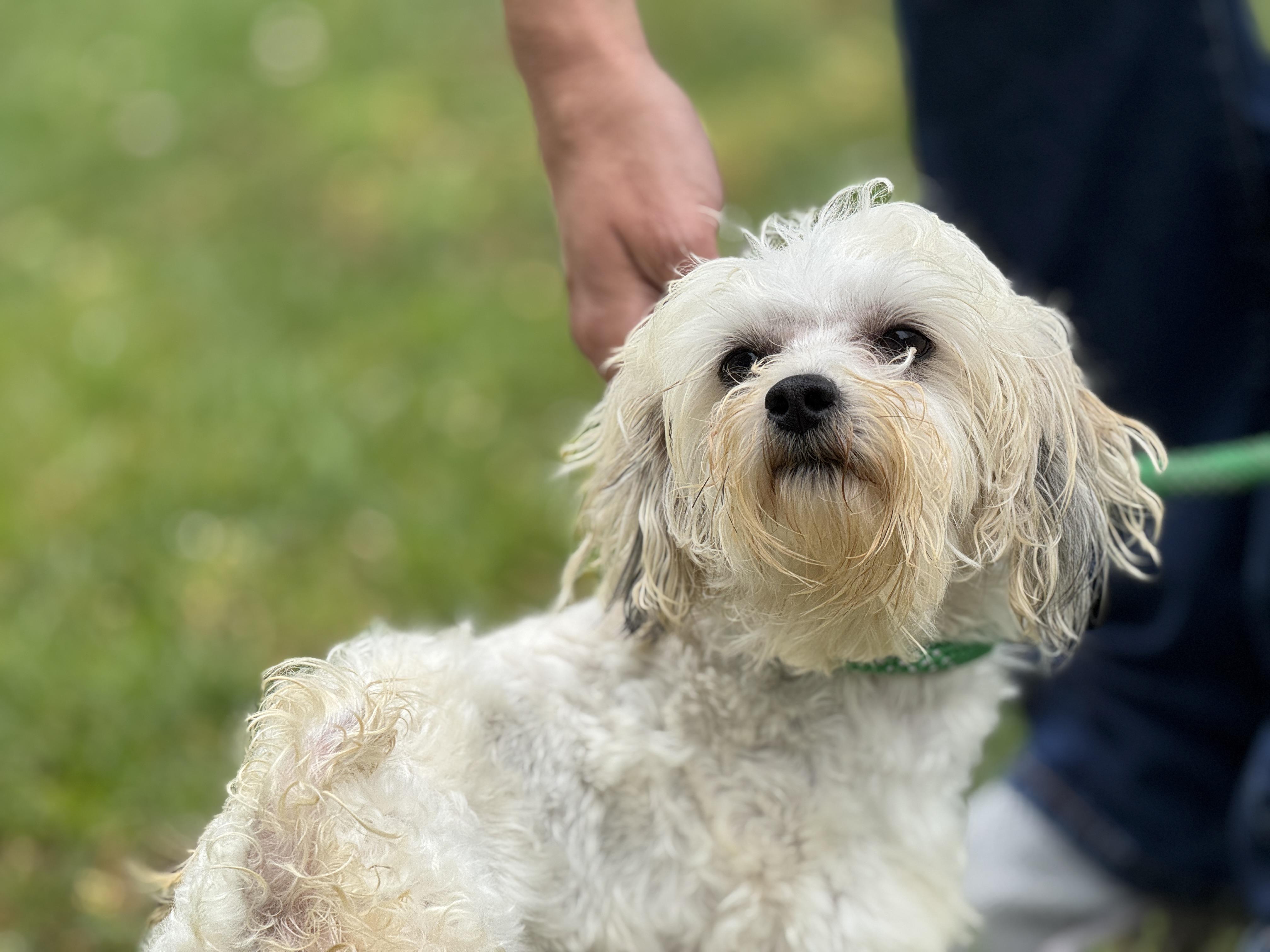 Enlarge Buffy, an adopted mixed breed in Richmond, VA image 5/6