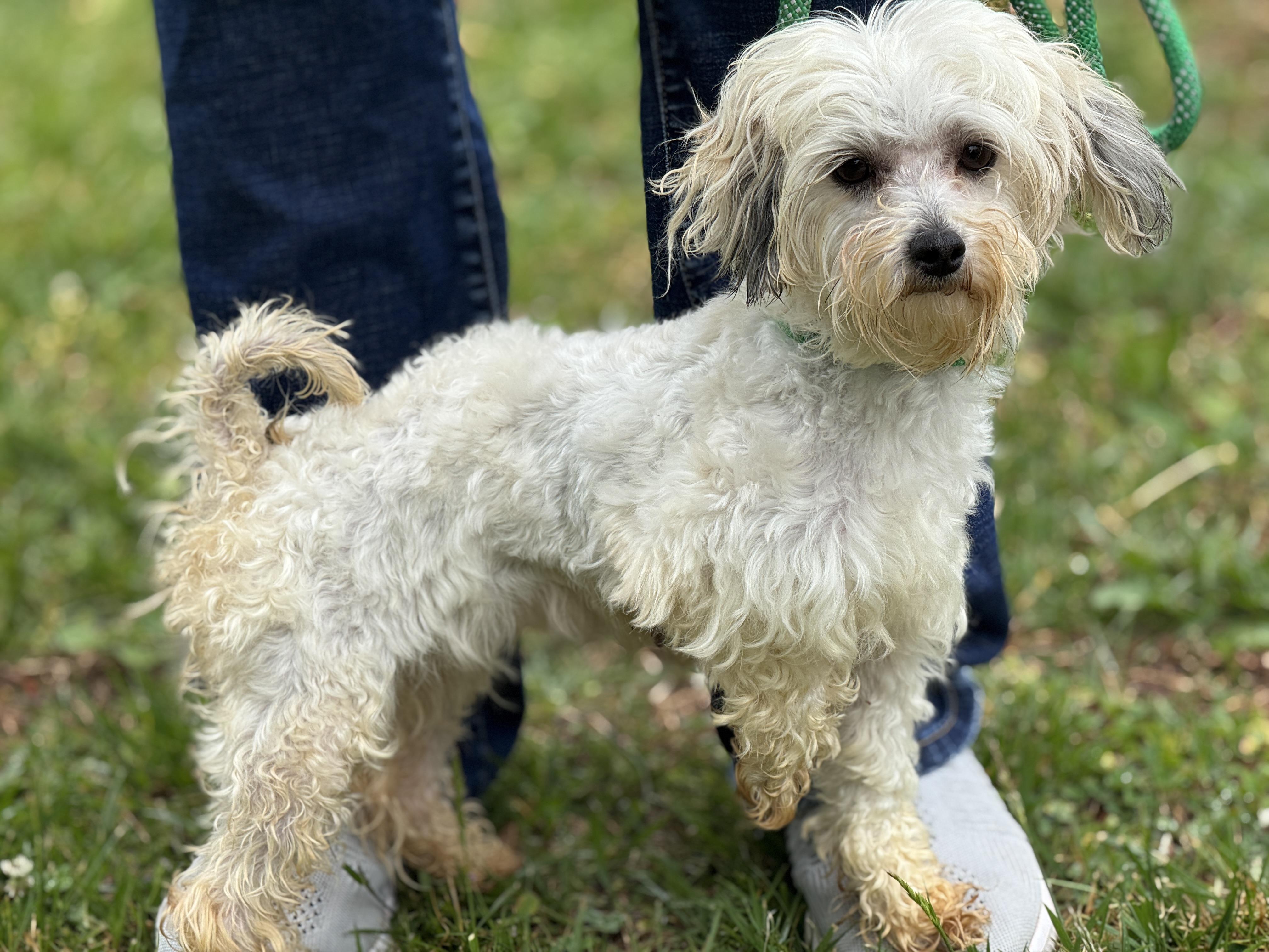 Enlarge Buffy, an adopted mixed breed in Richmond, VA image 3/6