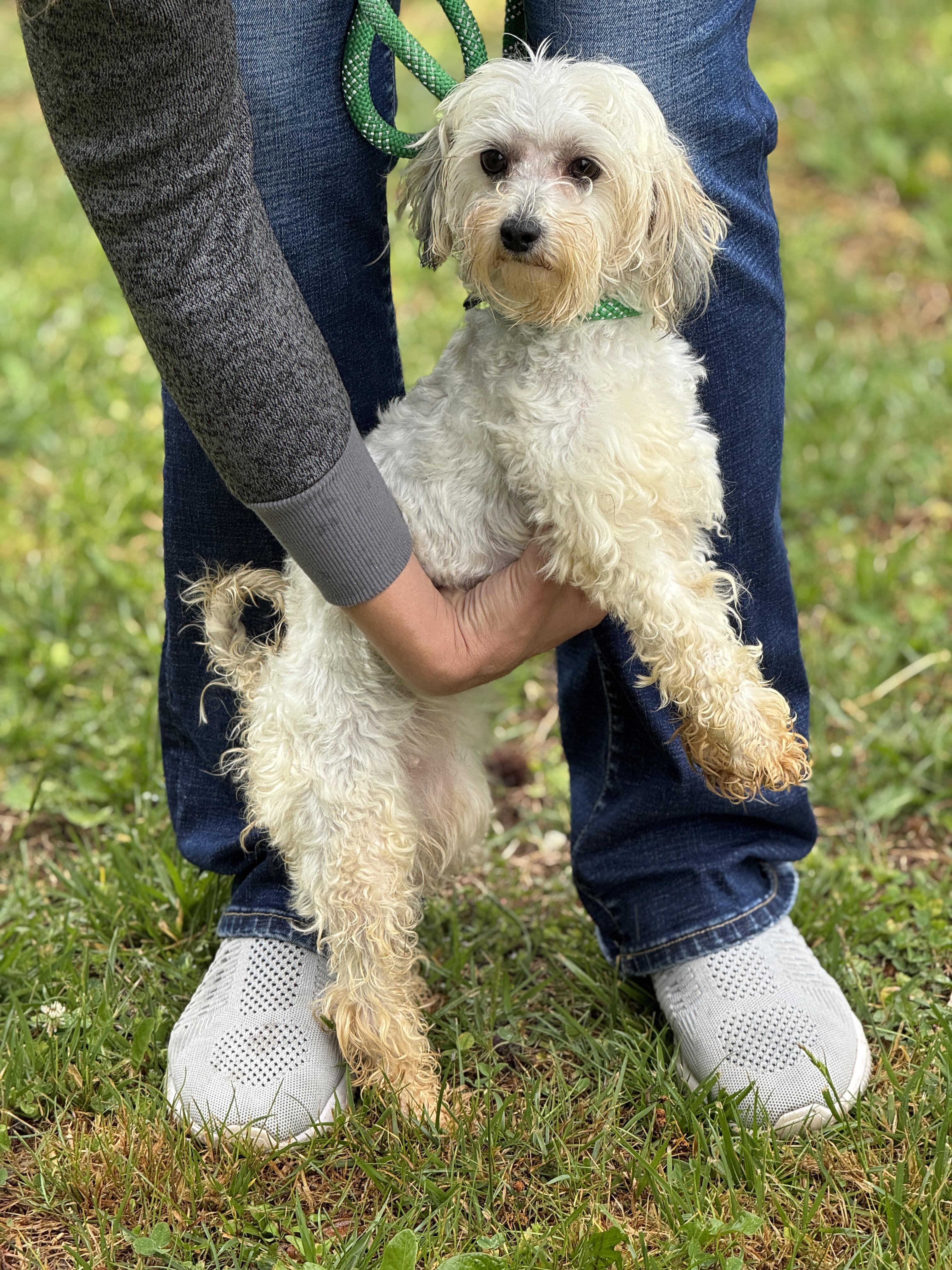 Enlarge Buffy, an adopted mixed breed in Richmond, VA image 4/6