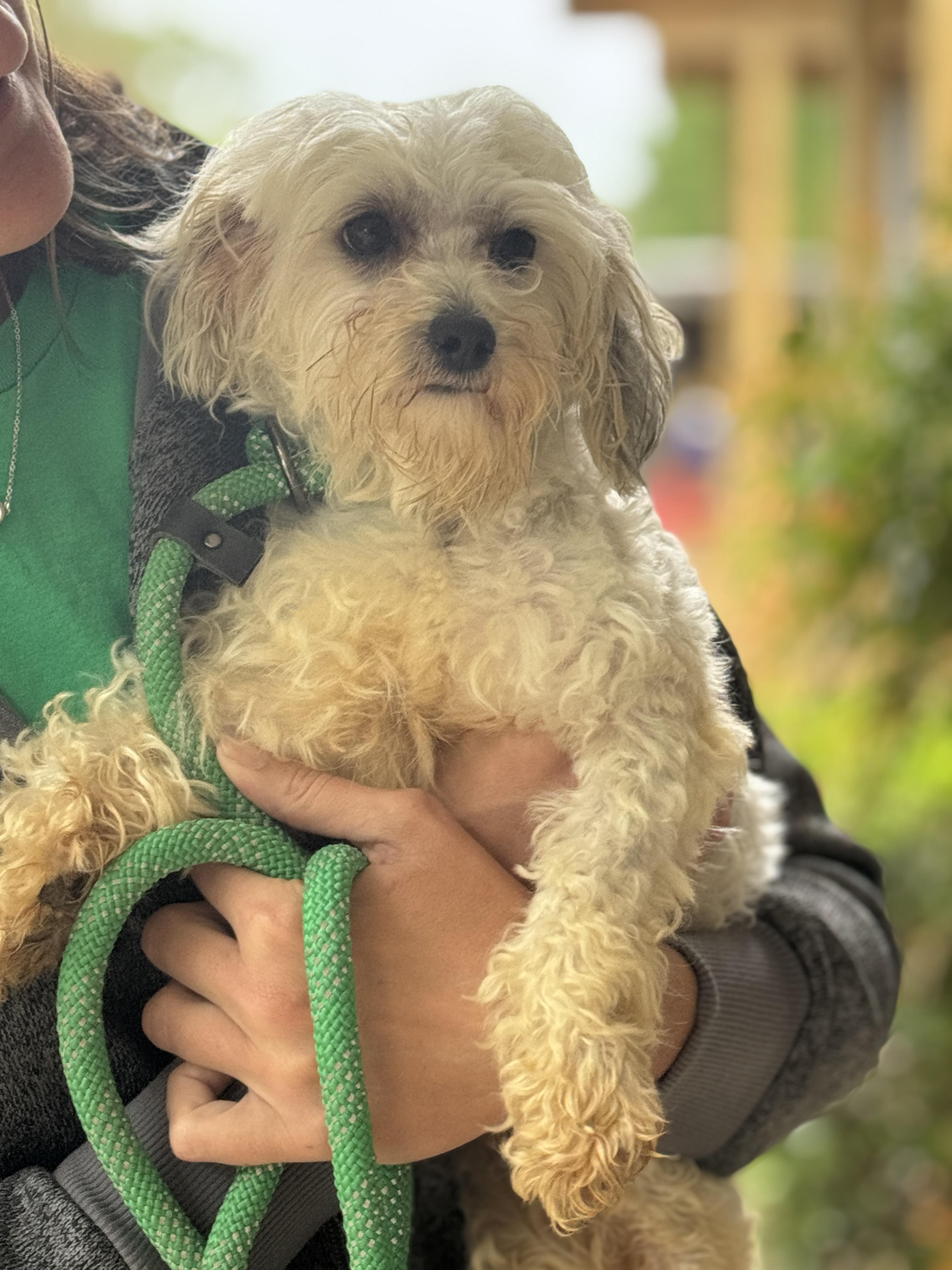 Enlarge Buffy, an adopted mixed breed in Richmond, VA image 6/6