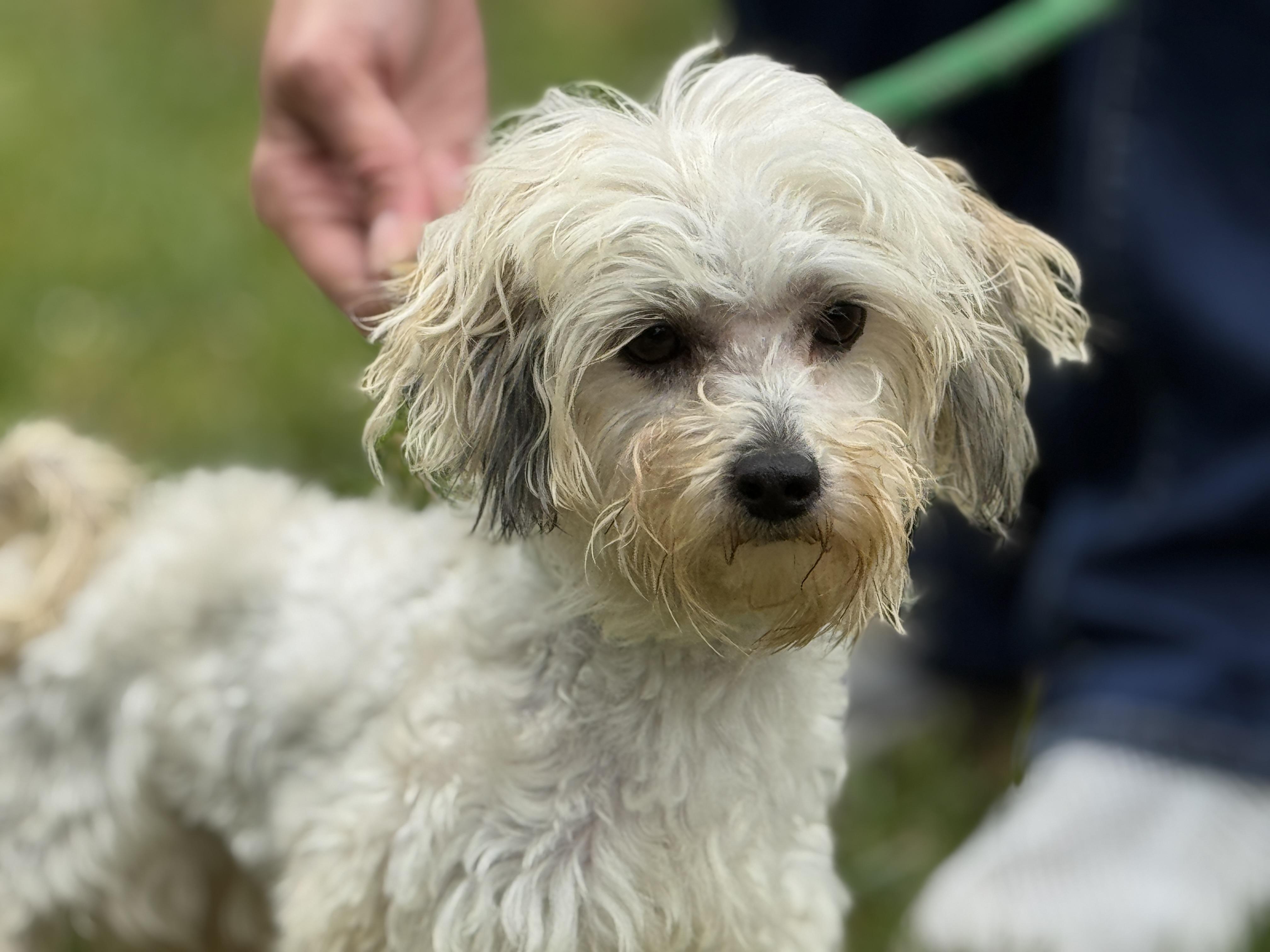 Buffy, adopted, Adult Female Maltipoo.