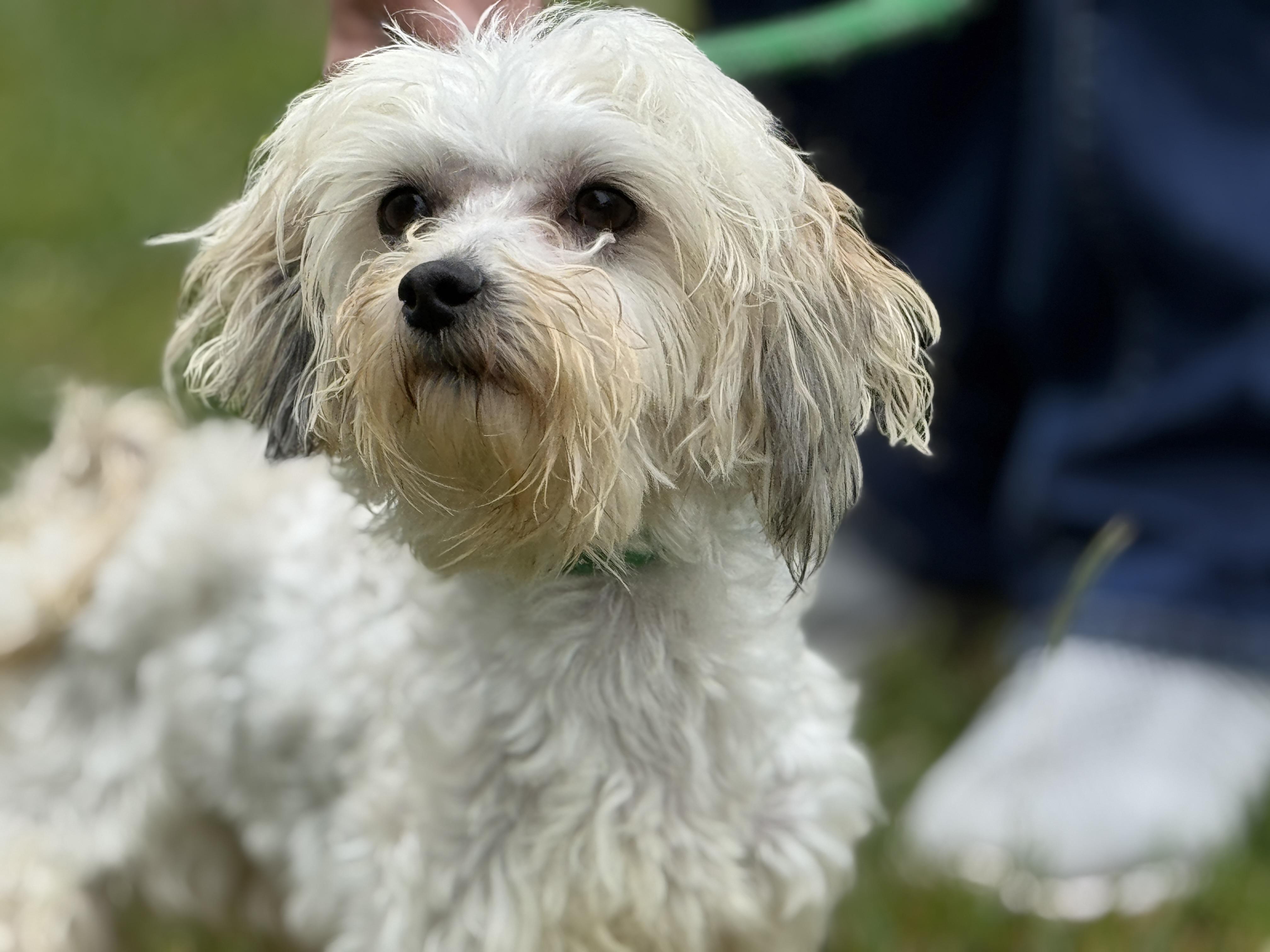Enlarge Buffy, an adopted mixed breed in Richmond, VA image 2/6