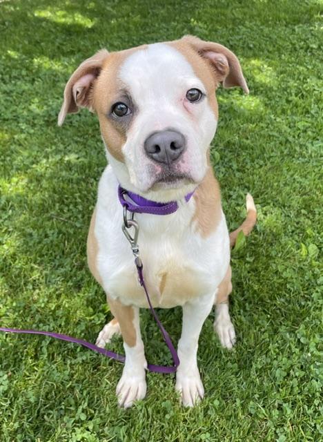 Enlarge Bambi, an adopted mixed breed in Honesdale, PA image 1/2
