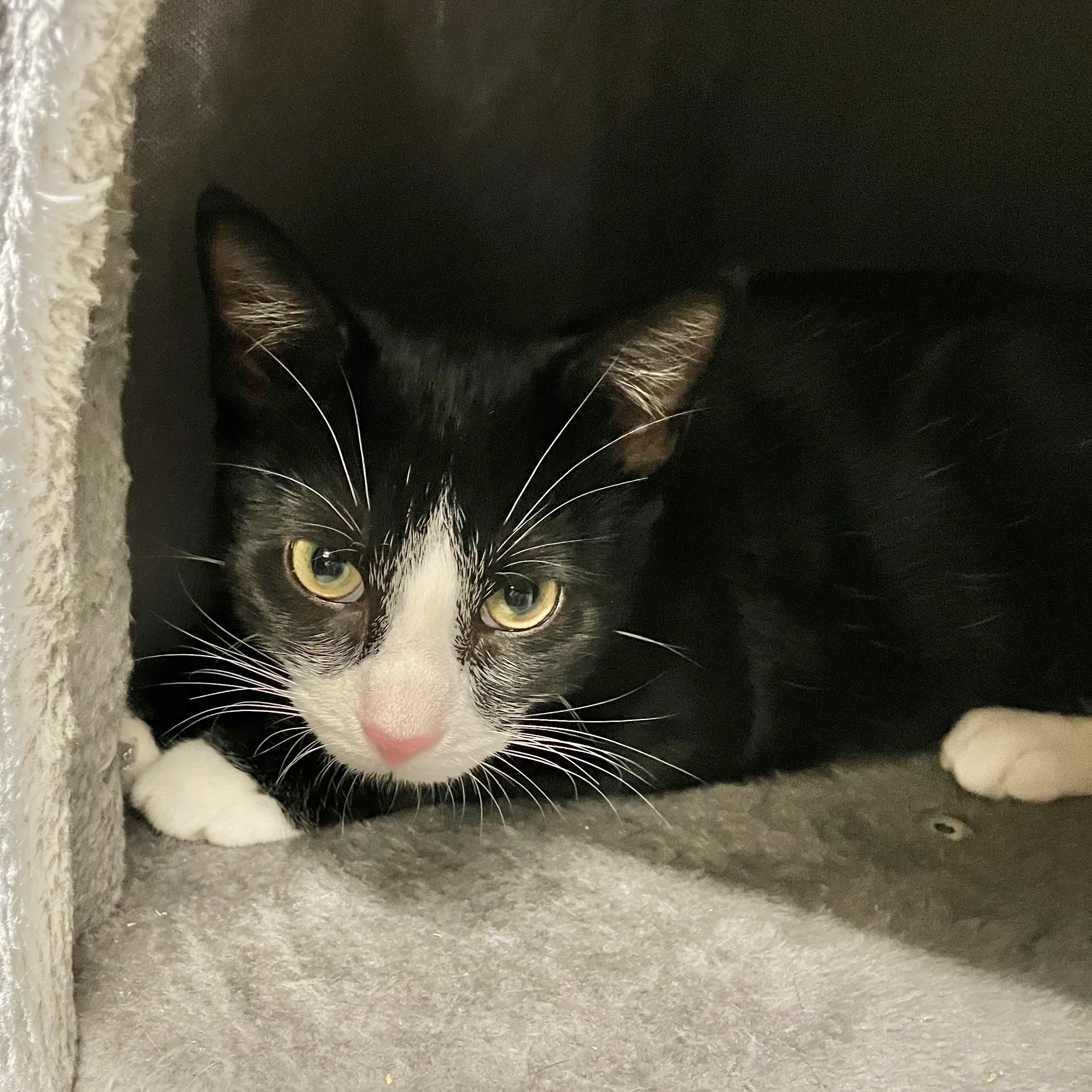 Enlarge Zinnia, a Adoptable Domestic Short Hair in Huntington Station, NY image 2/2