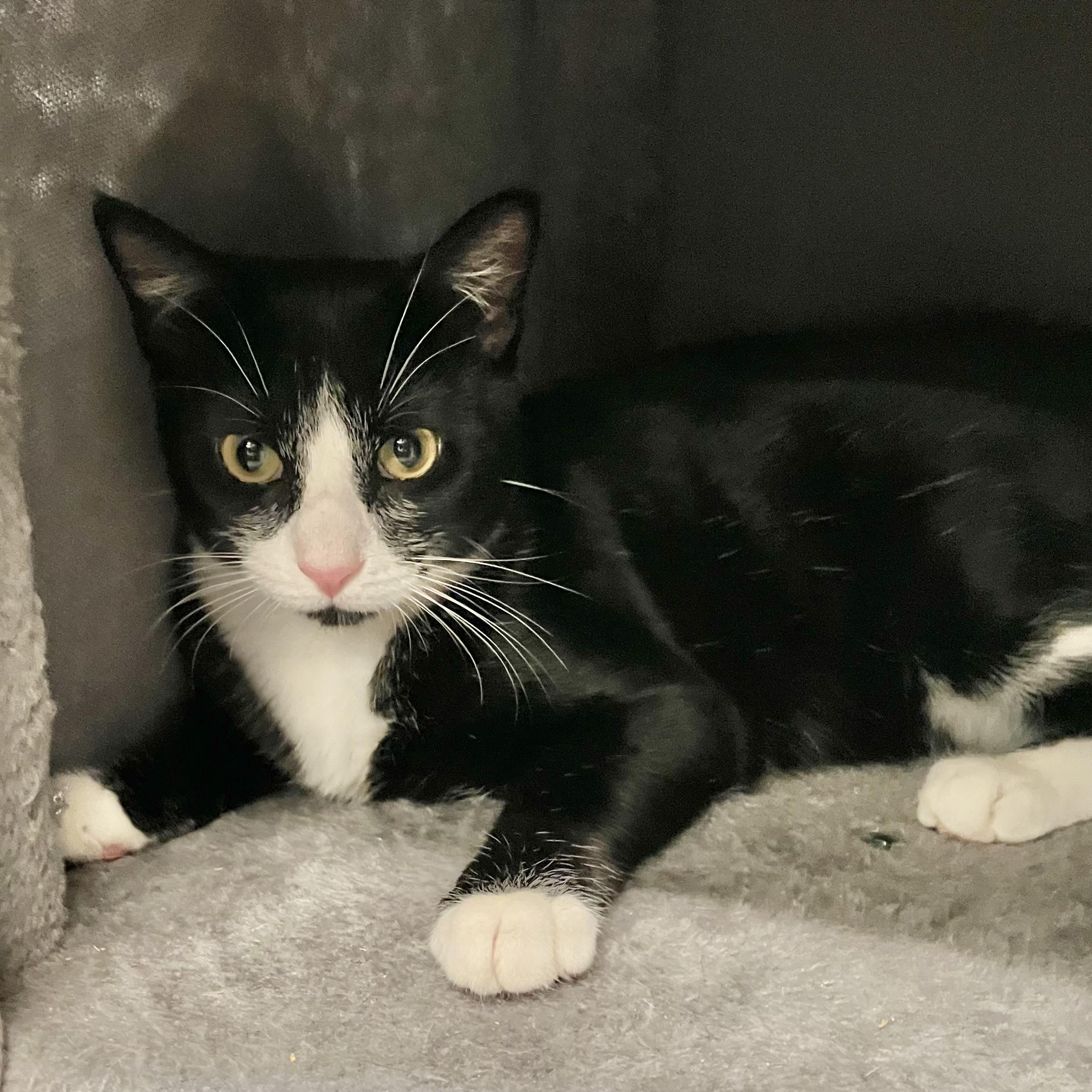 Zinnia, Adoptable, Young Female Domestic Short Hair.