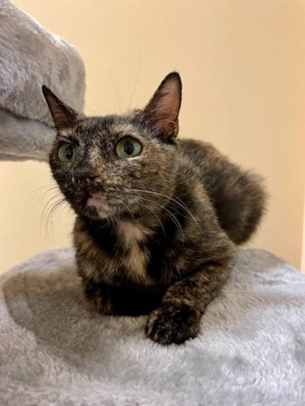 Canyon, Adoptable, Adult Female Tortoiseshell & Domestic Short Hair.