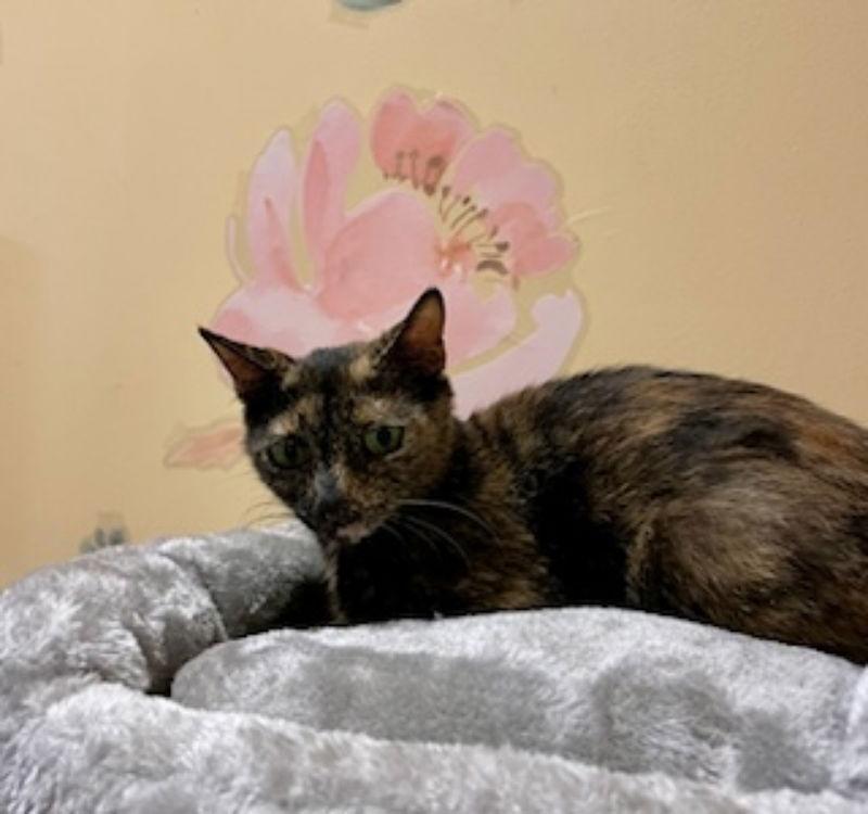 Canyon, a Adoptable mixed breed in Ball Ground, GA image 2/3