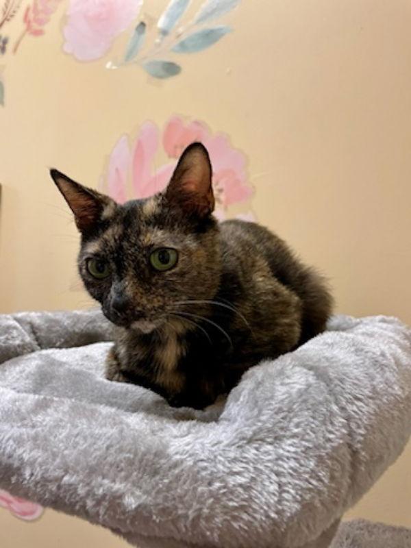 Canyon, a Adoptable mixed breed in Ball Ground, GA image 3/3