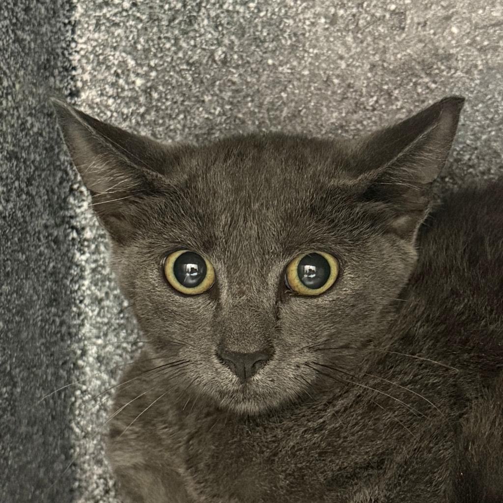 Elana, Adoptable, Kitten Female Domestic Medium Hair.