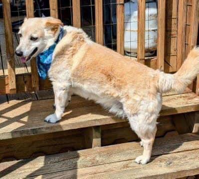 Enlarge Mason, a Adoptable Labrador Retriever in Rutledge, TN image 1/3