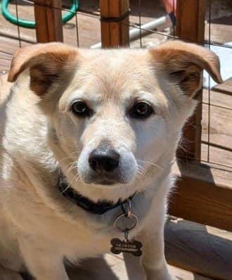 Mason, Adoptable, Adult Male Labrador Retriever.