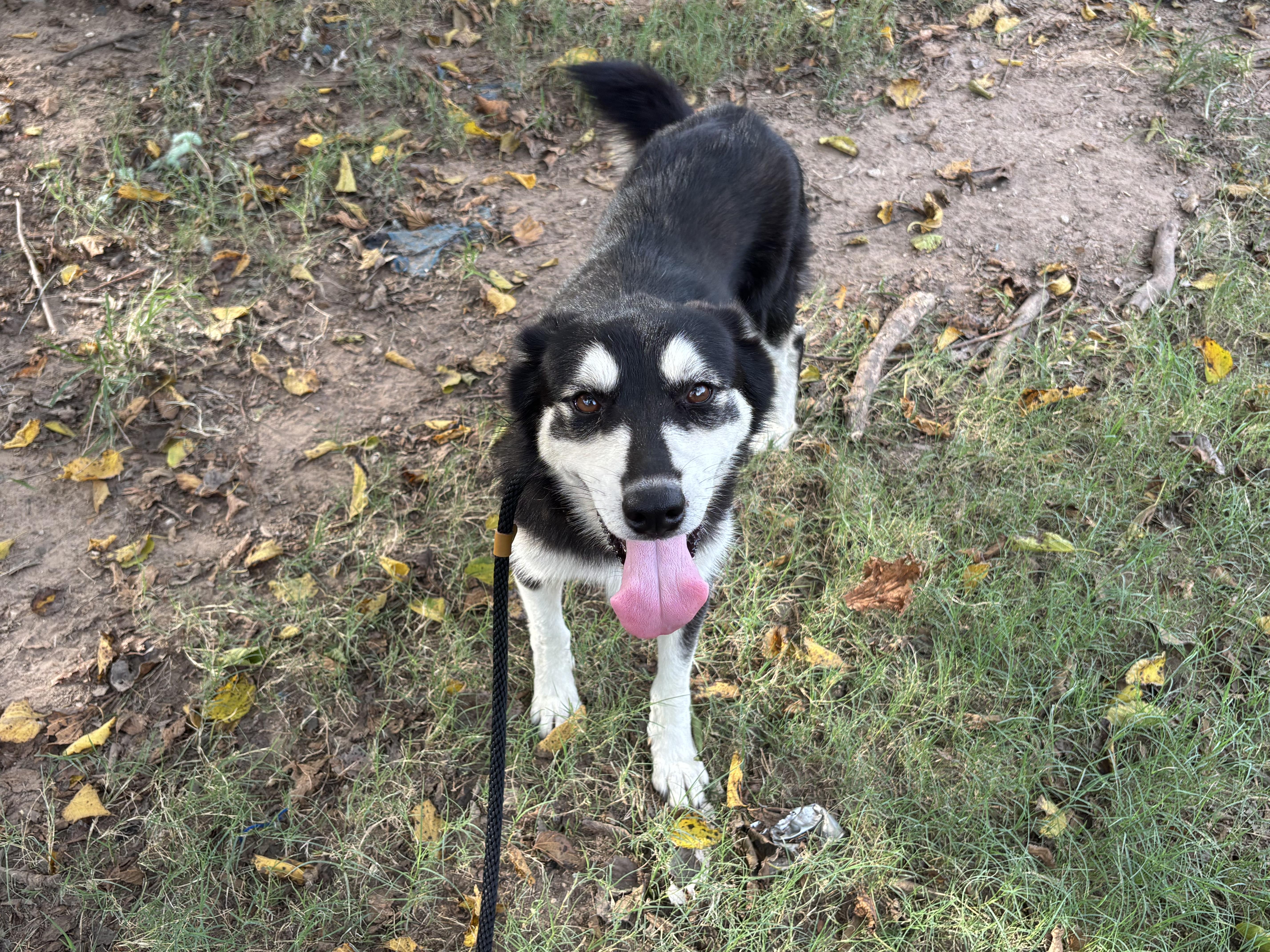 MILO, a Adoptable Husky in Rockdale, TX image 3/5