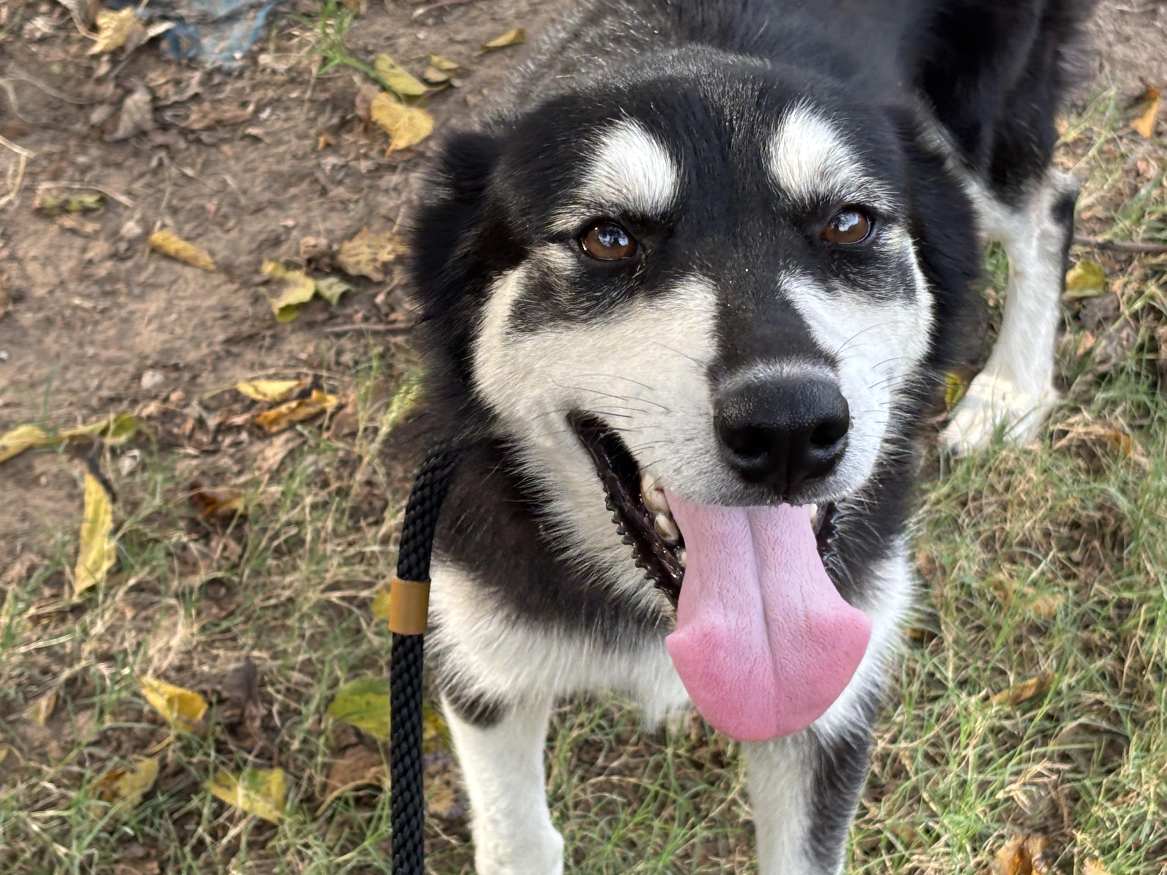 MILO, a Adoptable Husky in Rockdale, TX image 2/5