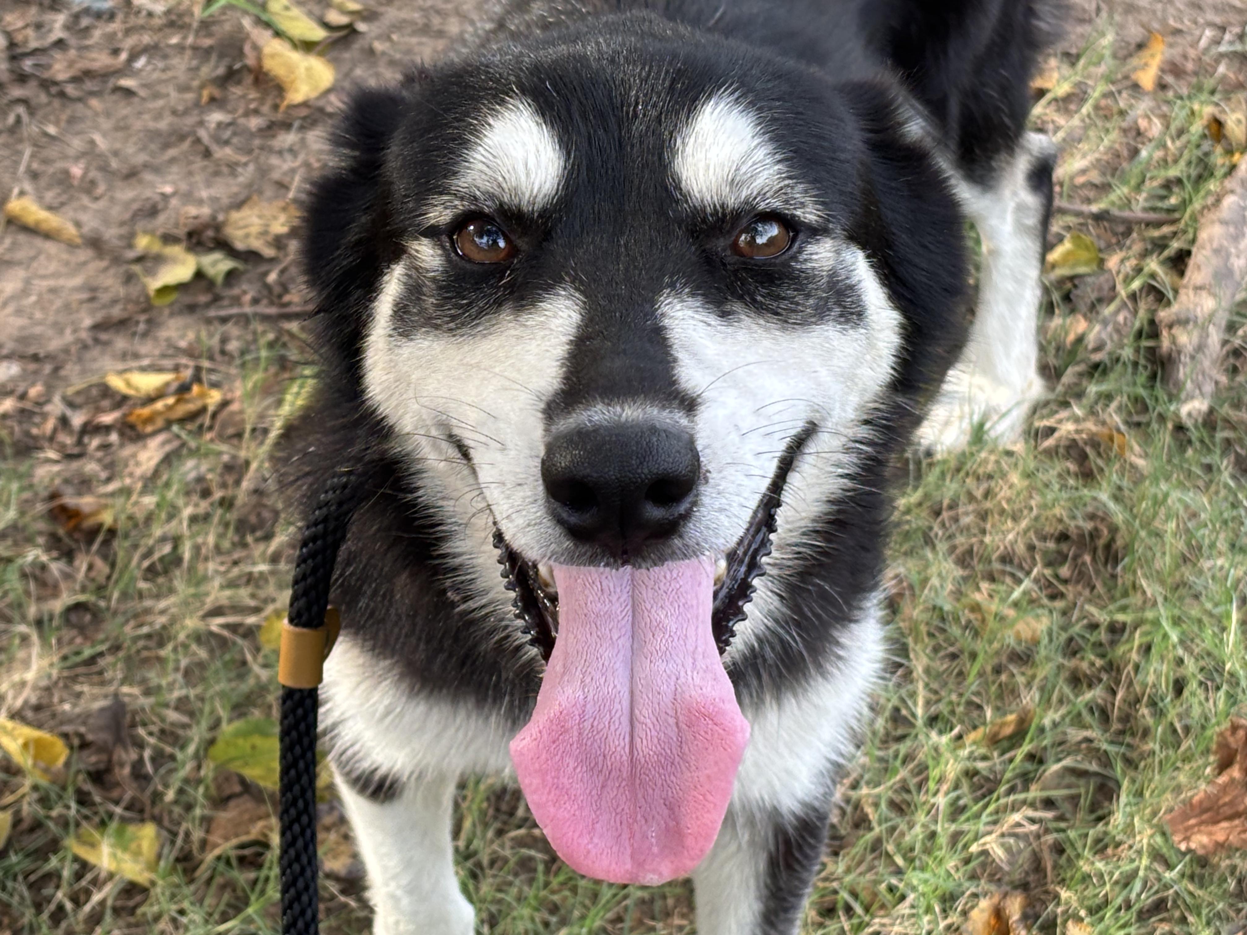 MILO, Adoptable, Adult Female Husky.