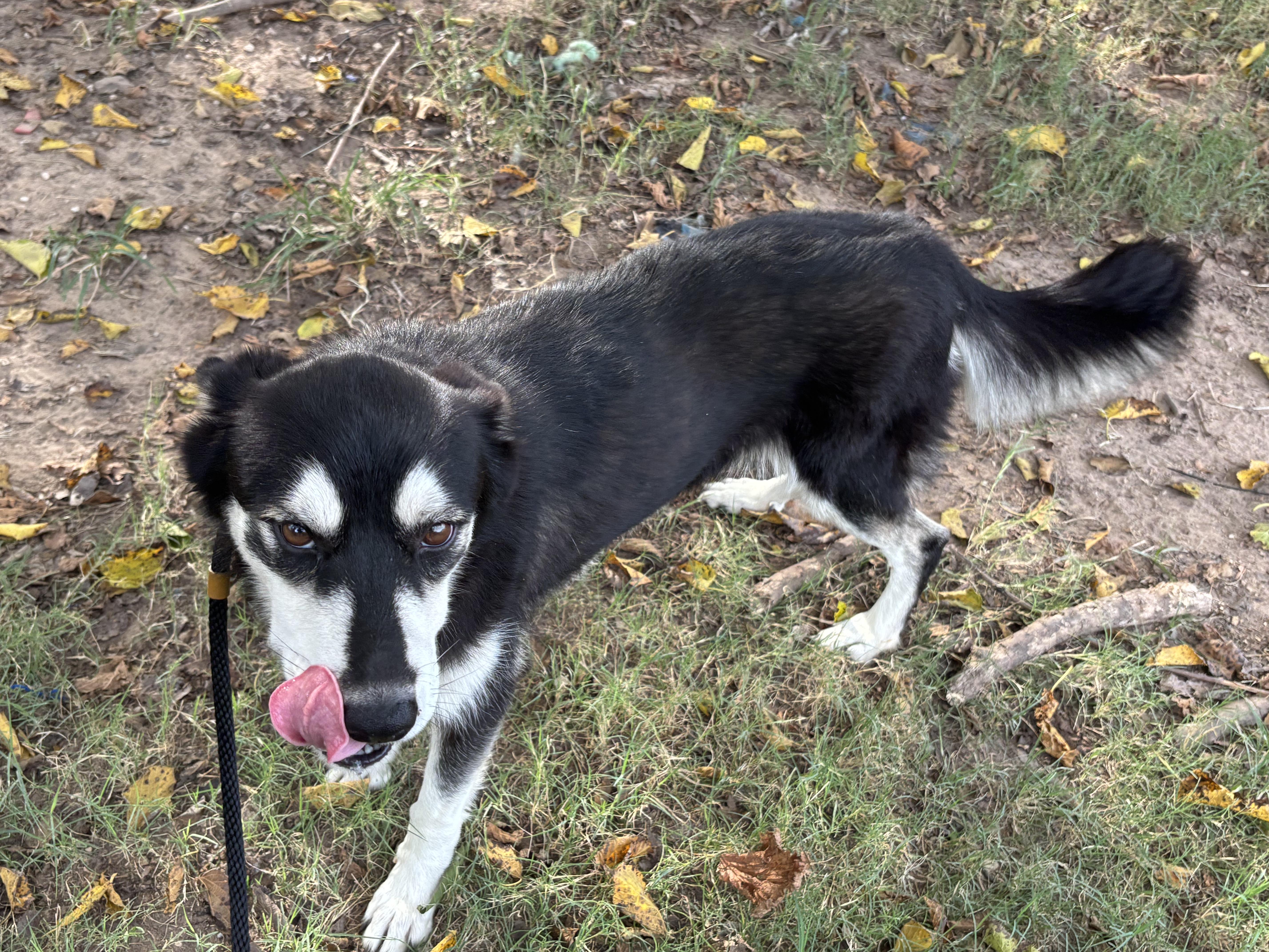 MILO, a Adoptable Husky in Rockdale, TX image 4/5