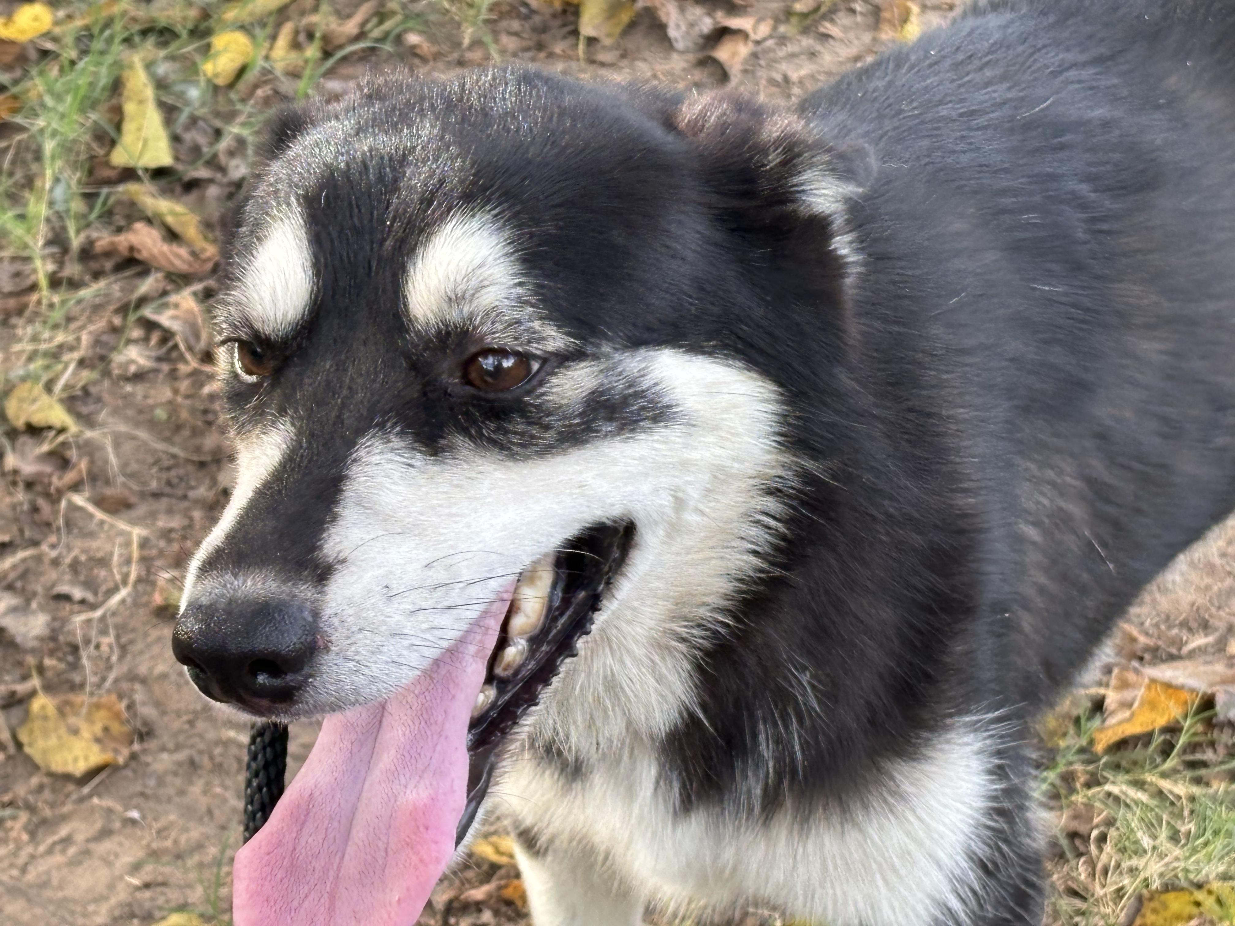 MILO, a Adoptable Husky in Rockdale, TX image 5/5