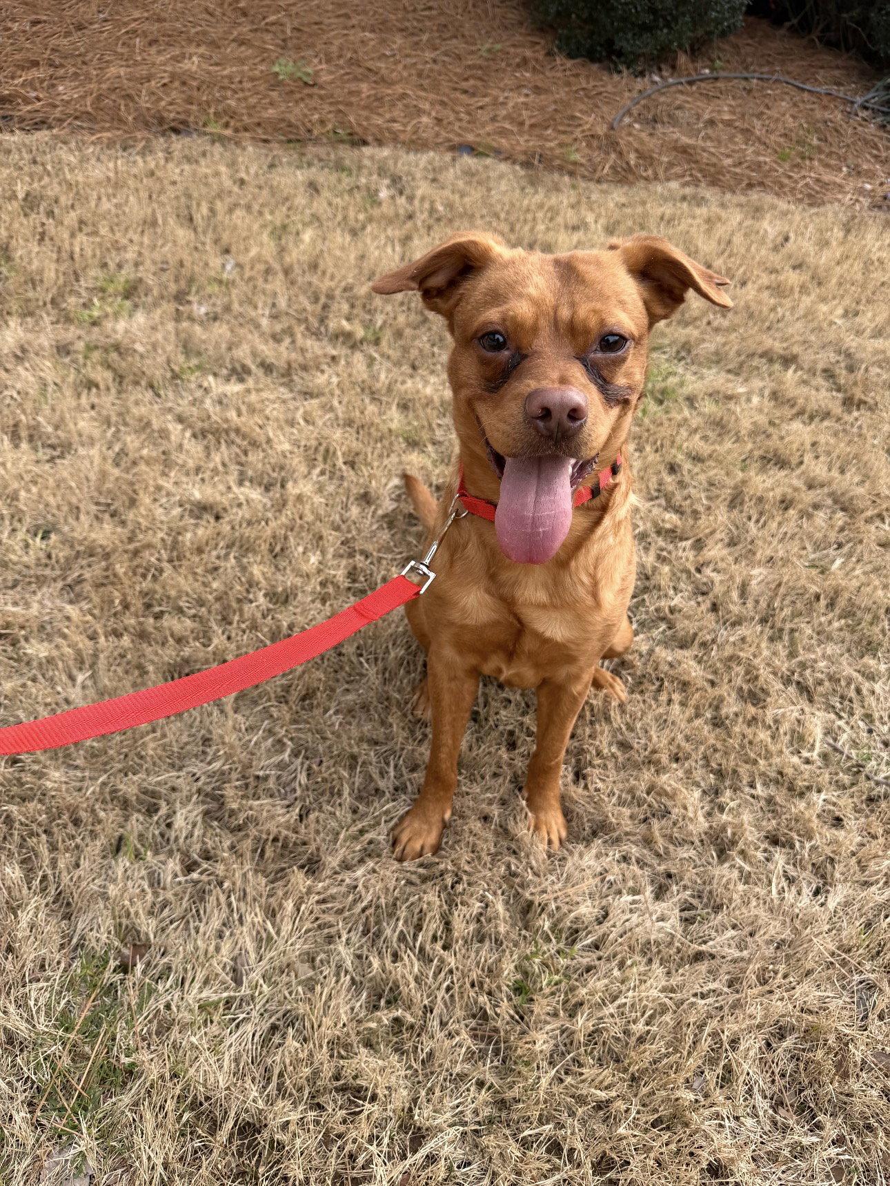 Red, a Adoptable Labrador Retriever in Ball Ground, GA image 1/3