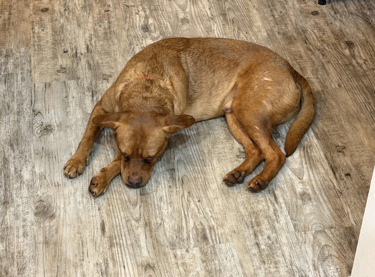 Red, a Adoptable Labrador Retriever in Ball Ground, GA image 2/3