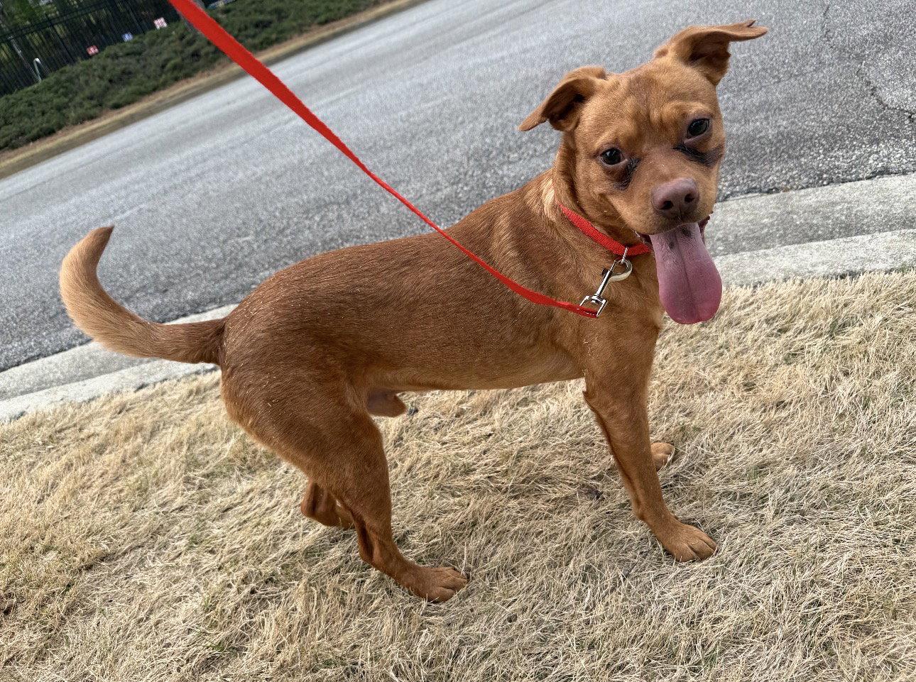 Red, a Adoptable Labrador Retriever in Ball Ground, GA image 3/3