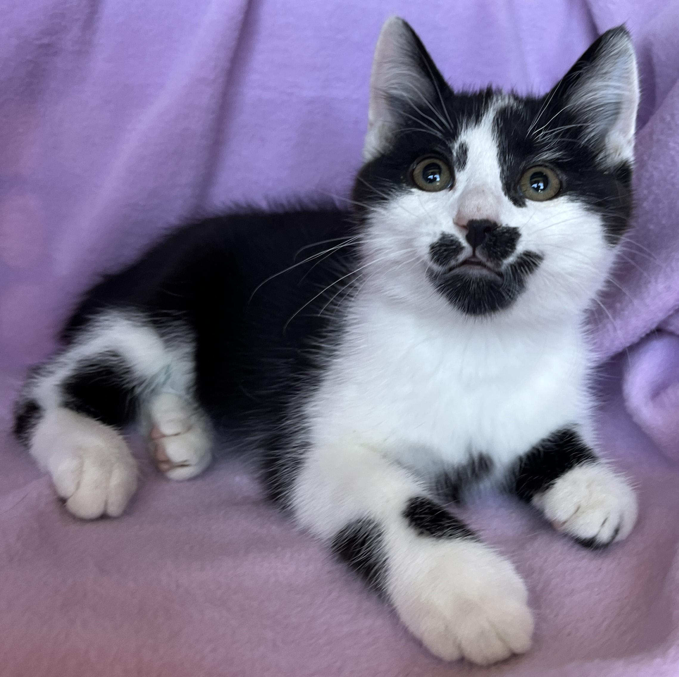 Enlarge Olivia, a ADOPTABLE mixed breed in Tigard, OR image 2/2