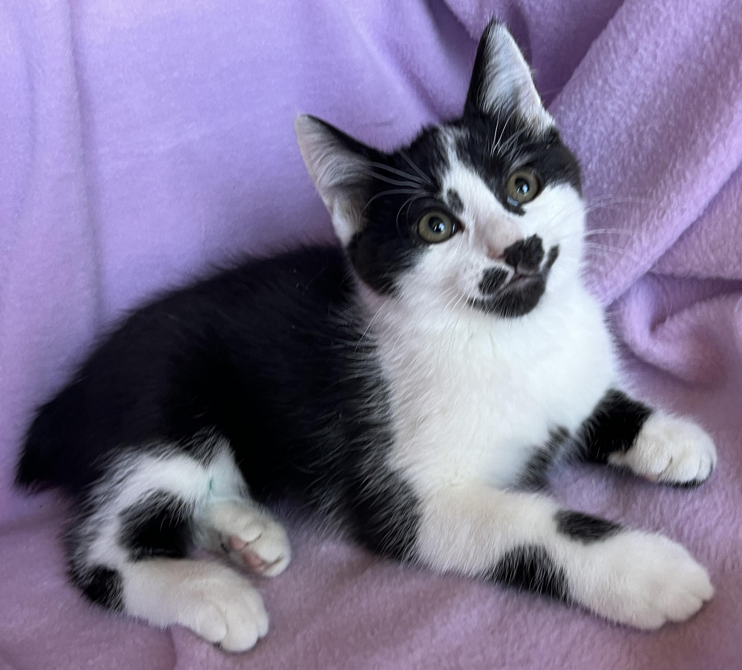 Olivia, ADOPTABLE, Kitten Female American Bobtail & Domestic Short Hair.