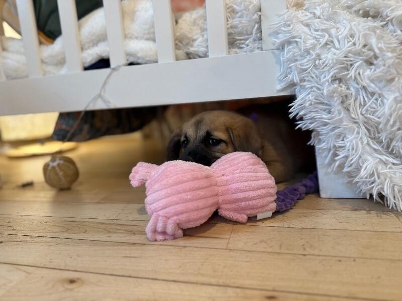 Nala lovey baby — thumbnail 2